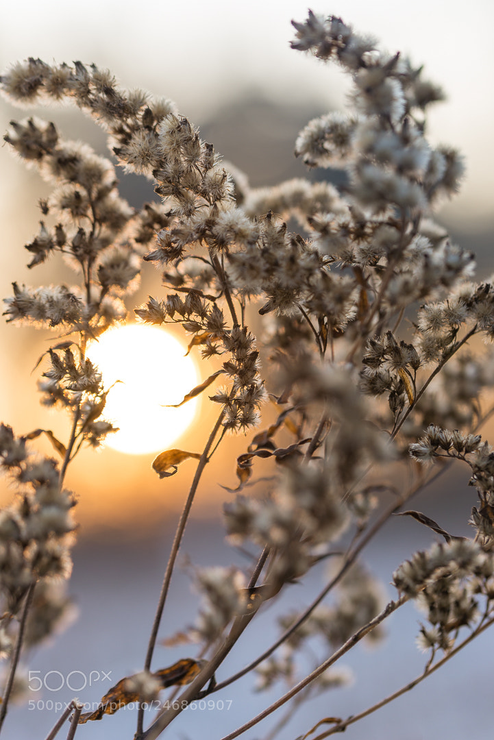 Nikon D610 sample photo. *** photography