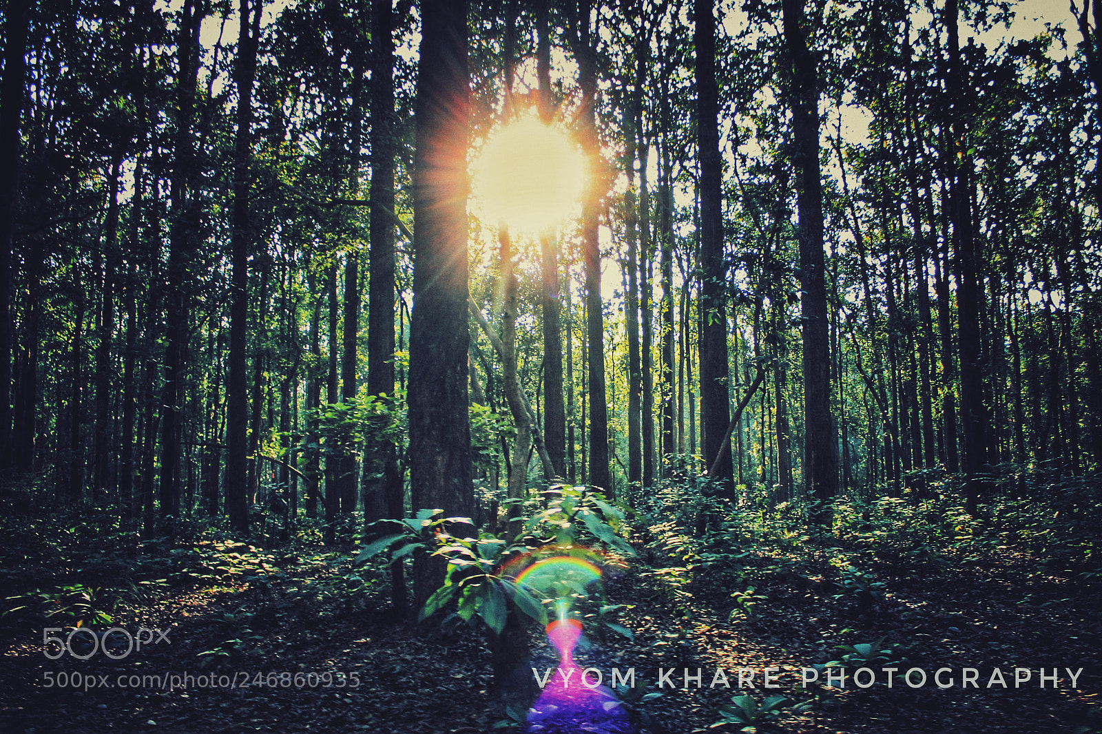 Canon EOS 600D (Rebel EOS T3i / EOS Kiss X5) sample photo. Sun rays photography