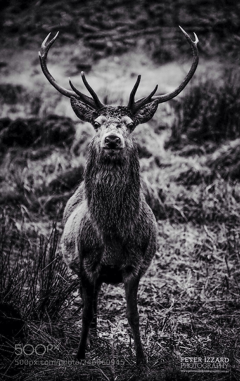 Fujifilm X-T1 sample photo. Scottish local photography