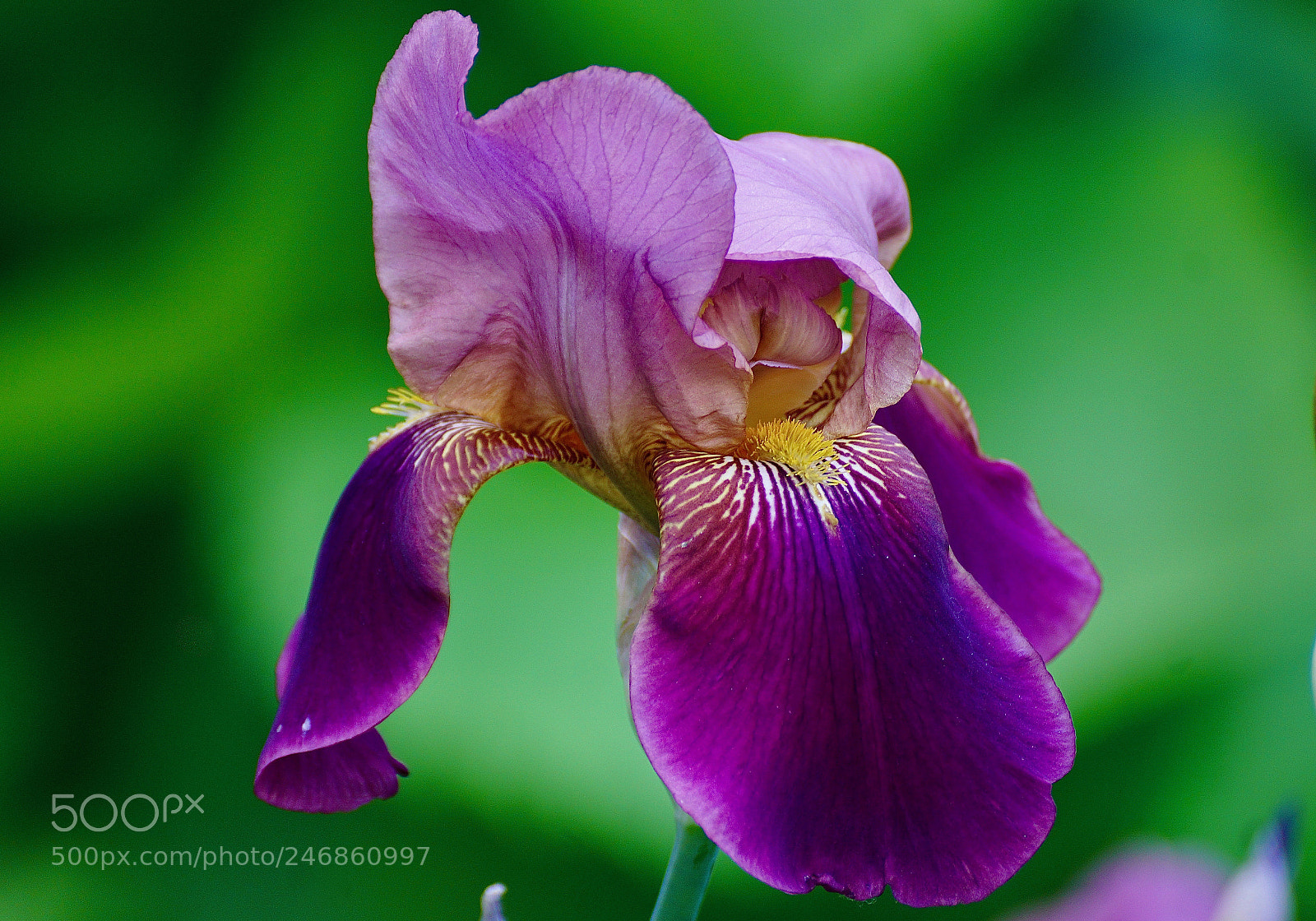 Sony ILCA-77M2 sample photo. Iris photography