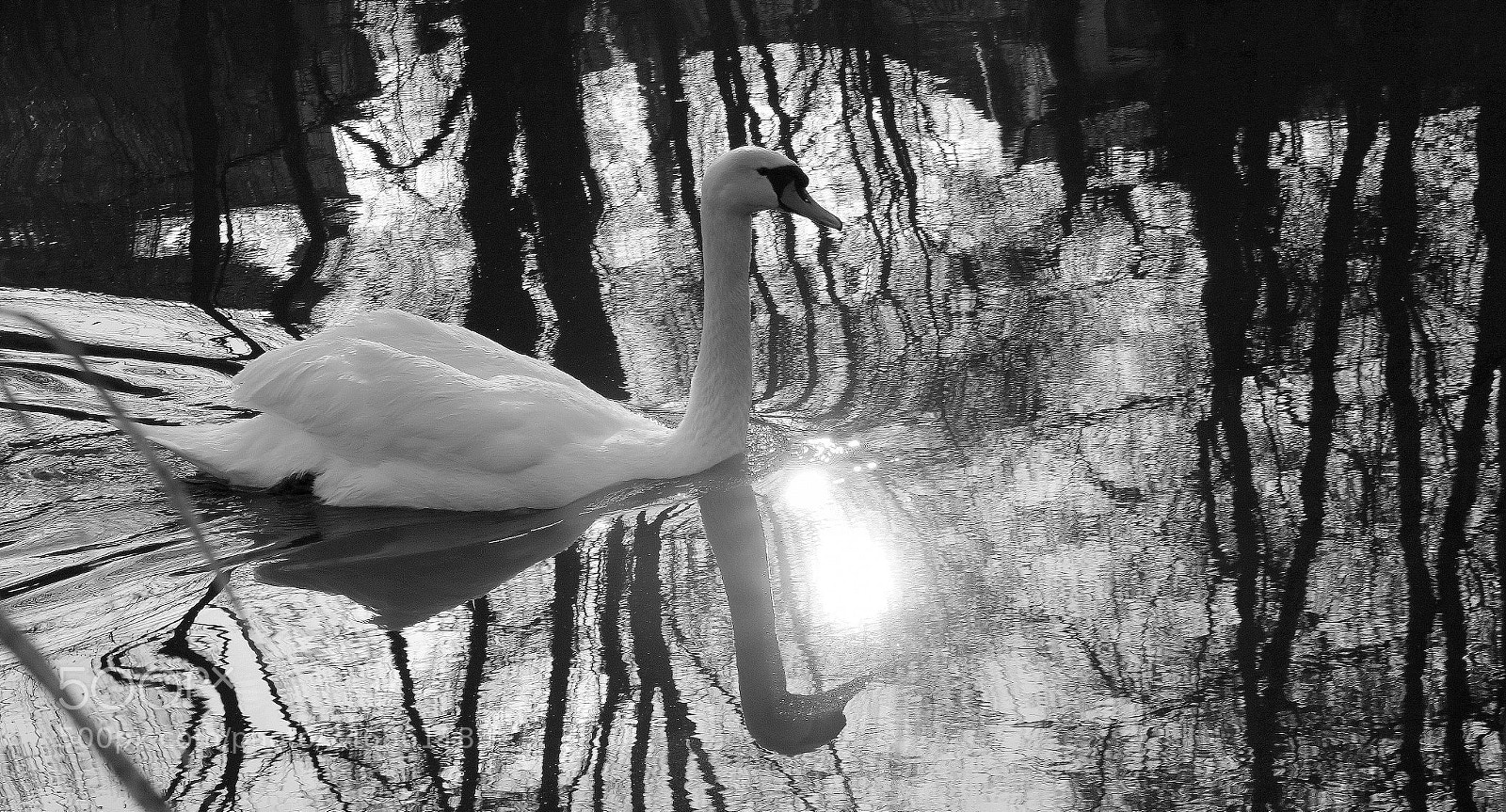 Canon EOS 750D (EOS Rebel T6i / EOS Kiss X8i) sample photo. "der schwan" photography