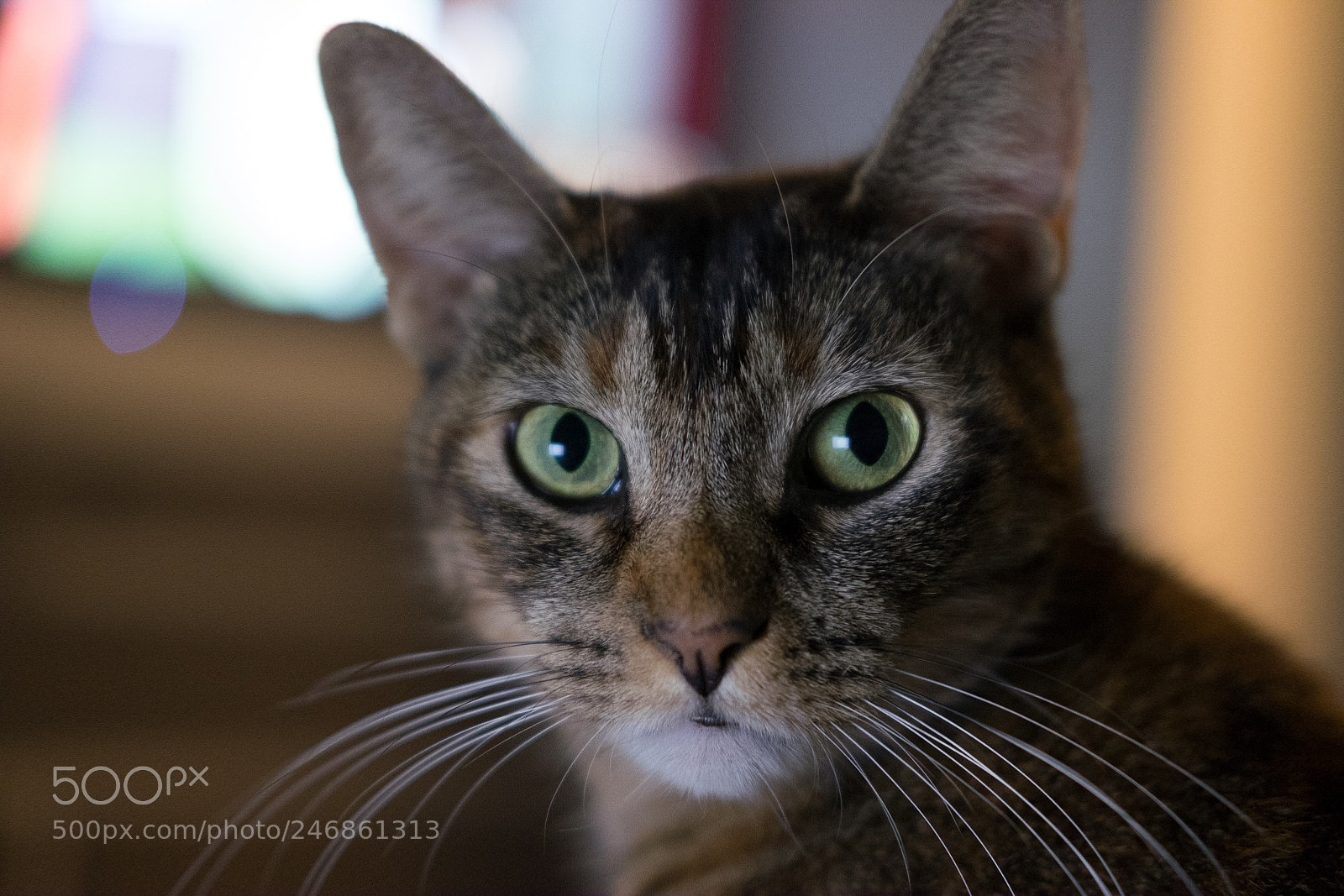 Fujifilm X-T10 sample photo. Untitled photography
