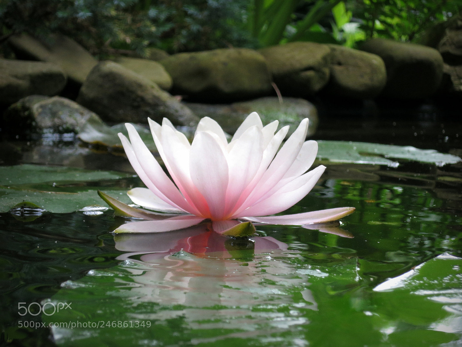 Canon PowerShot S100 sample photo. Water lily 'marliacea rosea' photography