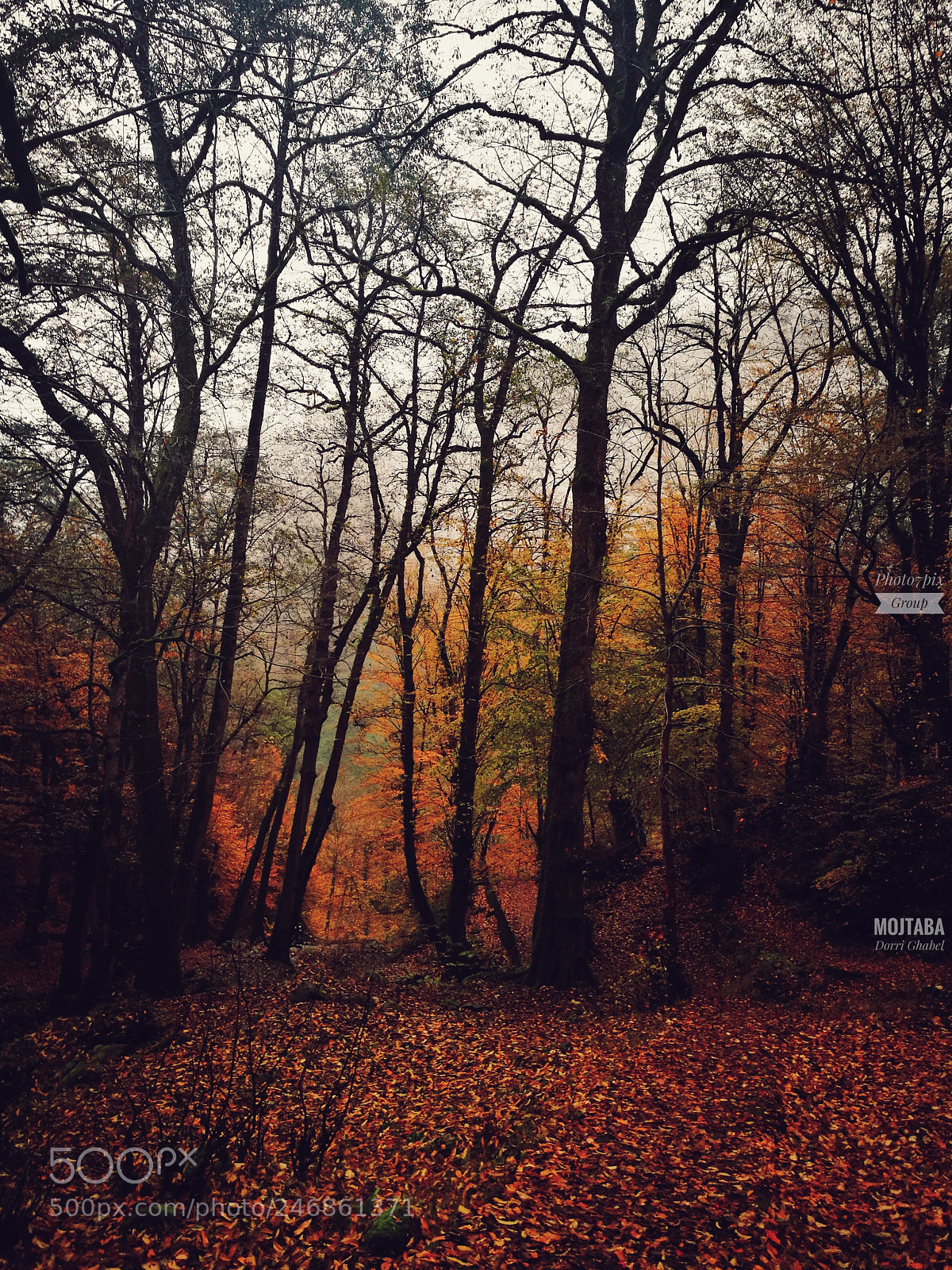 HUAWEI P9 Plus sample photo. Autumn view photography