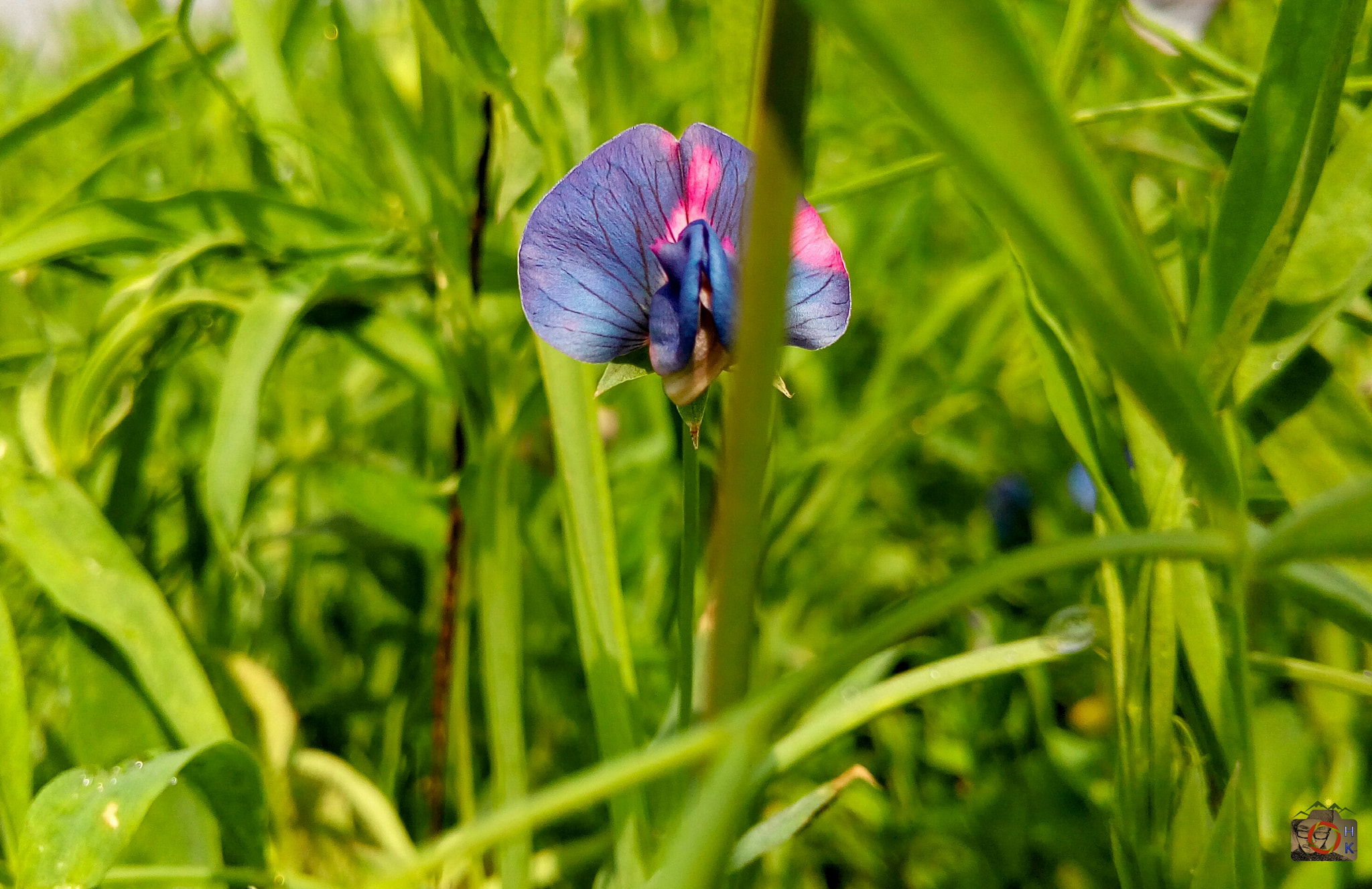Symphony R100 sample photo