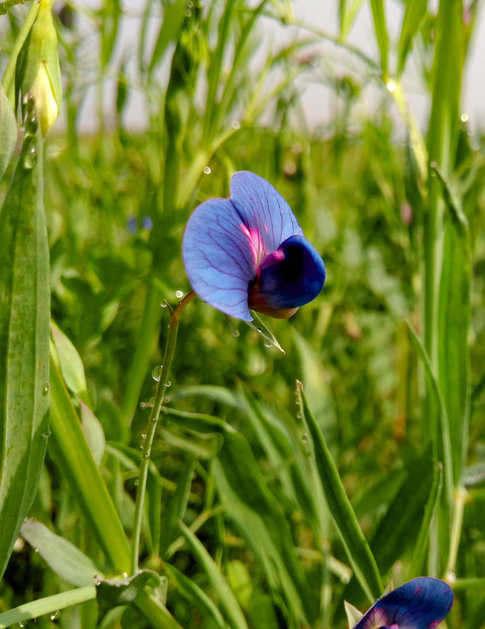 Symphony R100 sample photo