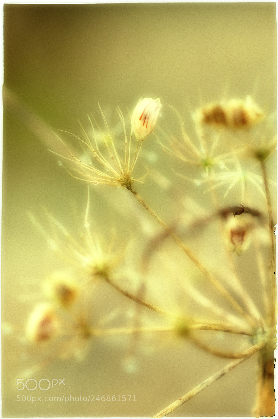 Nikon D300 sample photo. Polatransfert photography