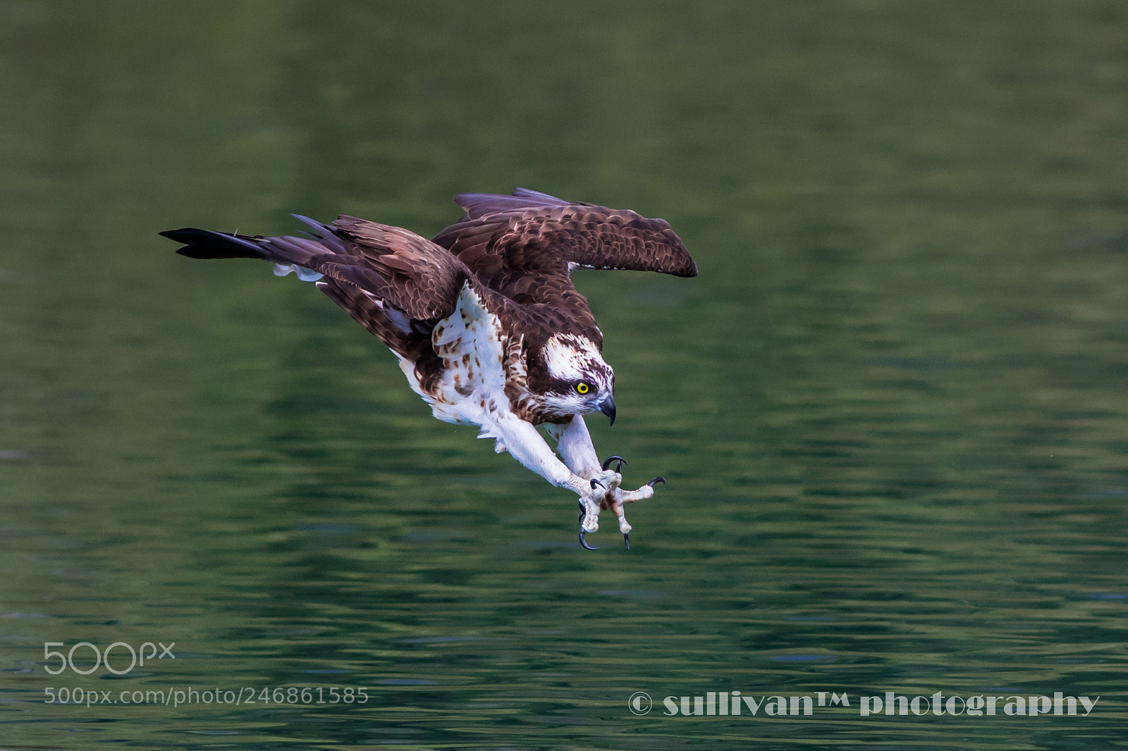 Canon EOS 7D Mark II sample photo. Osprey photography