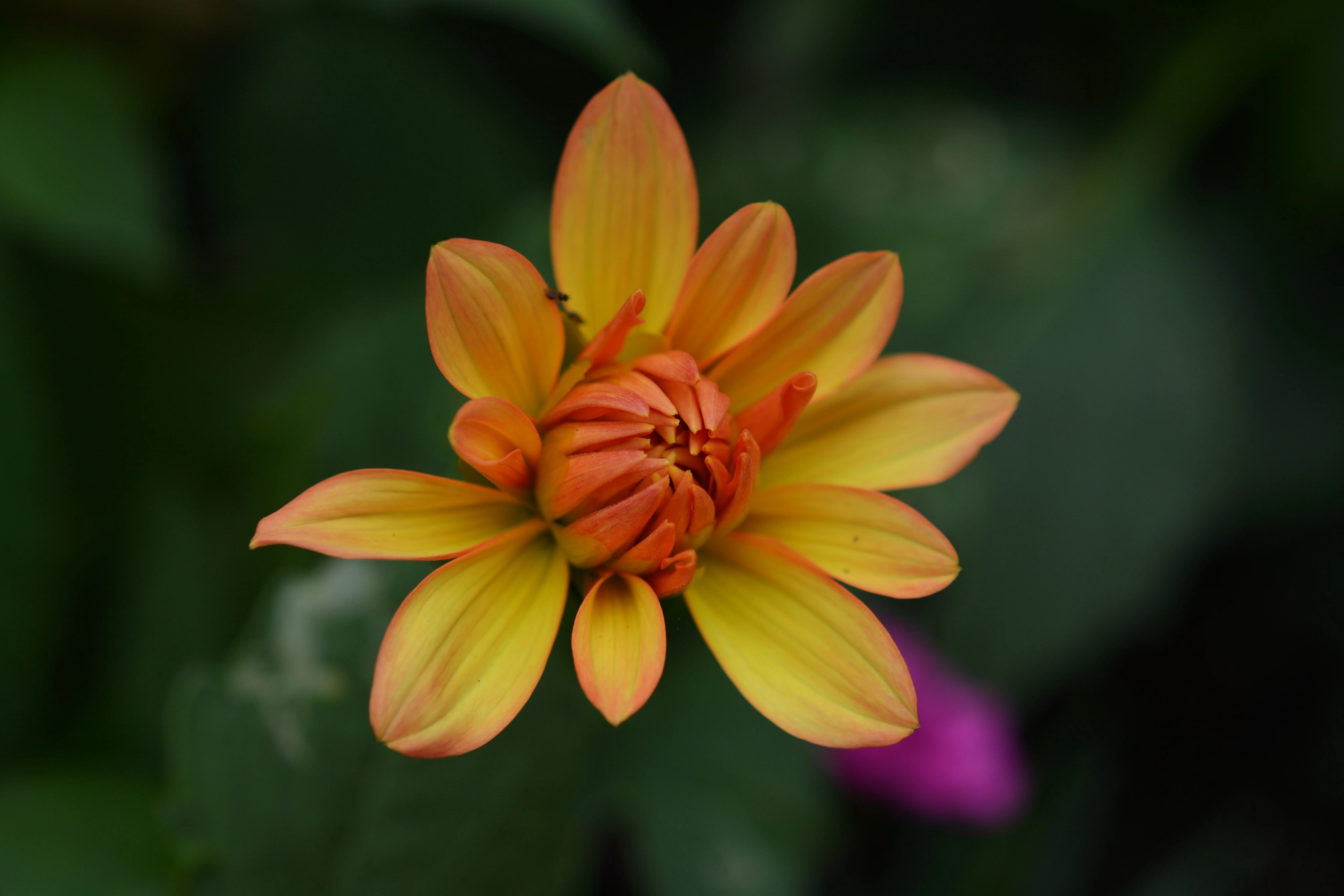 Nikon AF-S Micro-Nikkor 60mm F2.8G ED sample photo. Am i too late for spring? photography