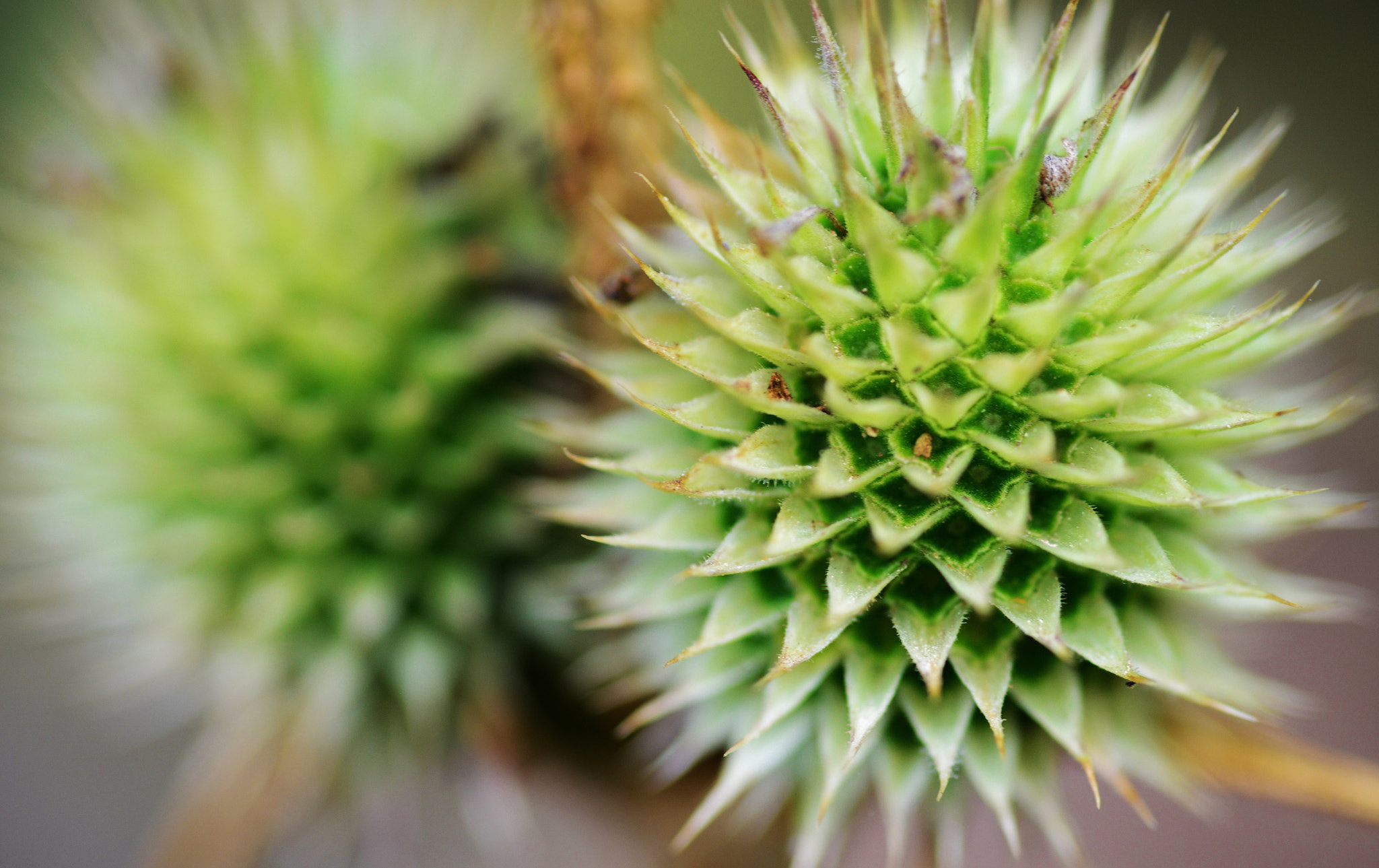 Nikon D800 sample photo. The beauty of greenthistle photography