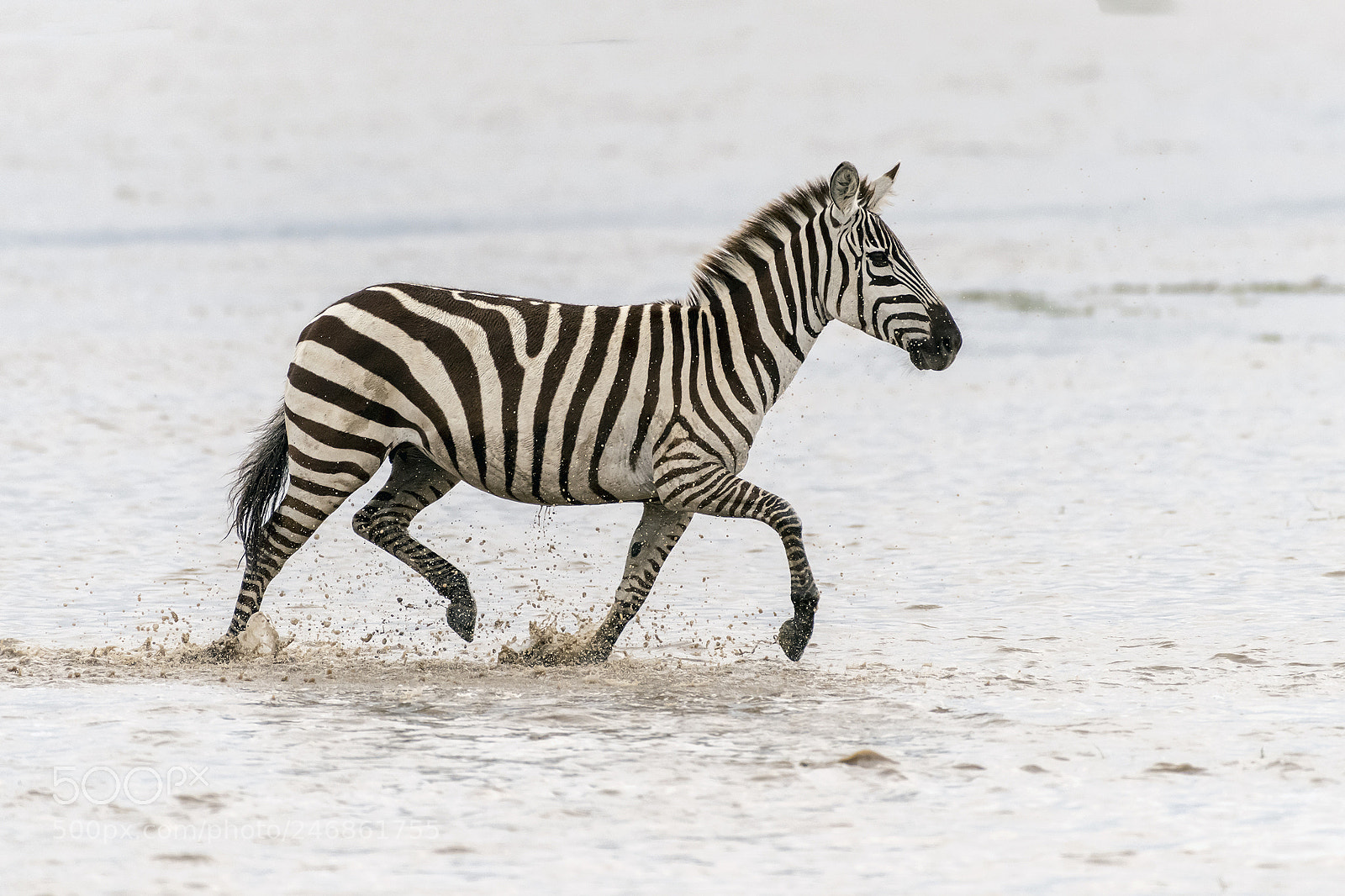 Nikon D810 sample photo. Prancing zebra photography