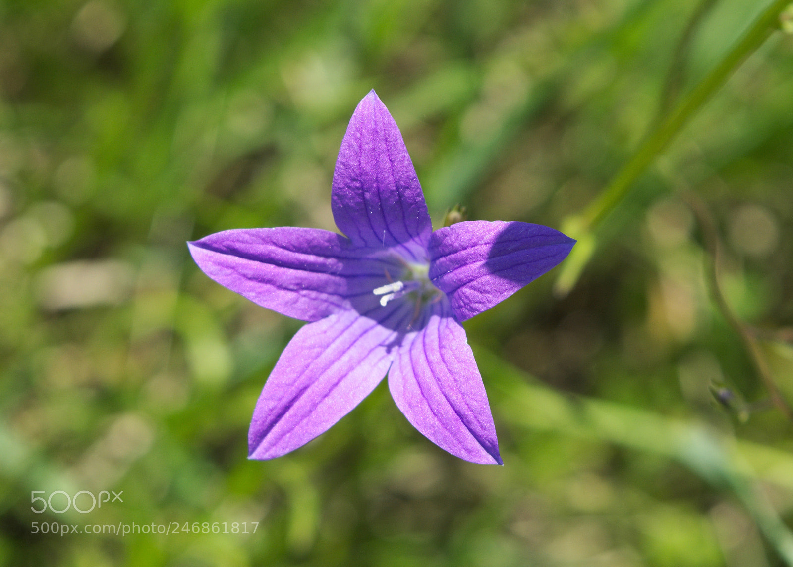 Nikon D5200 sample photo. Dzwonki photography