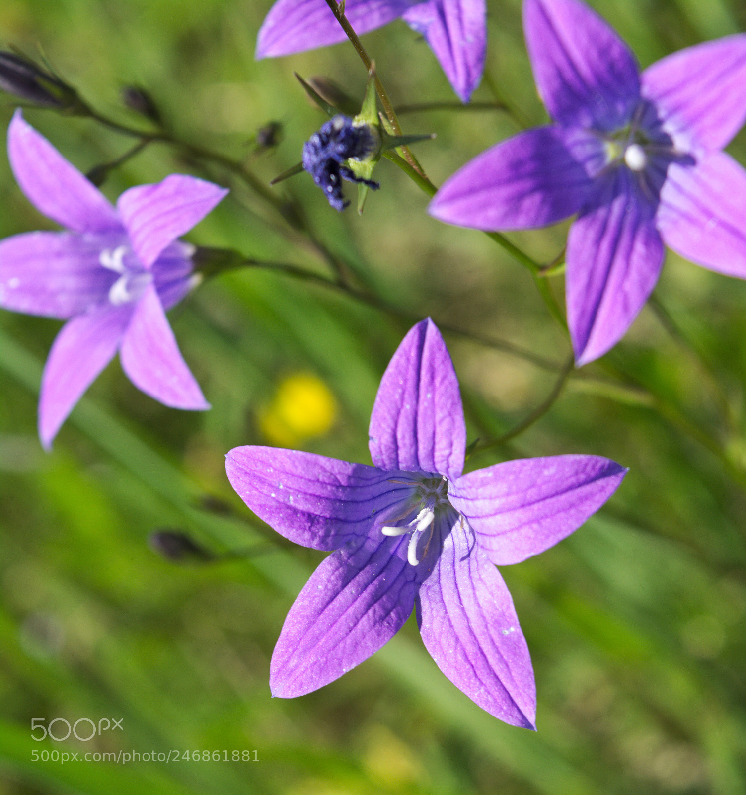 Nikon D5200 sample photo. Dzwonki2 photography