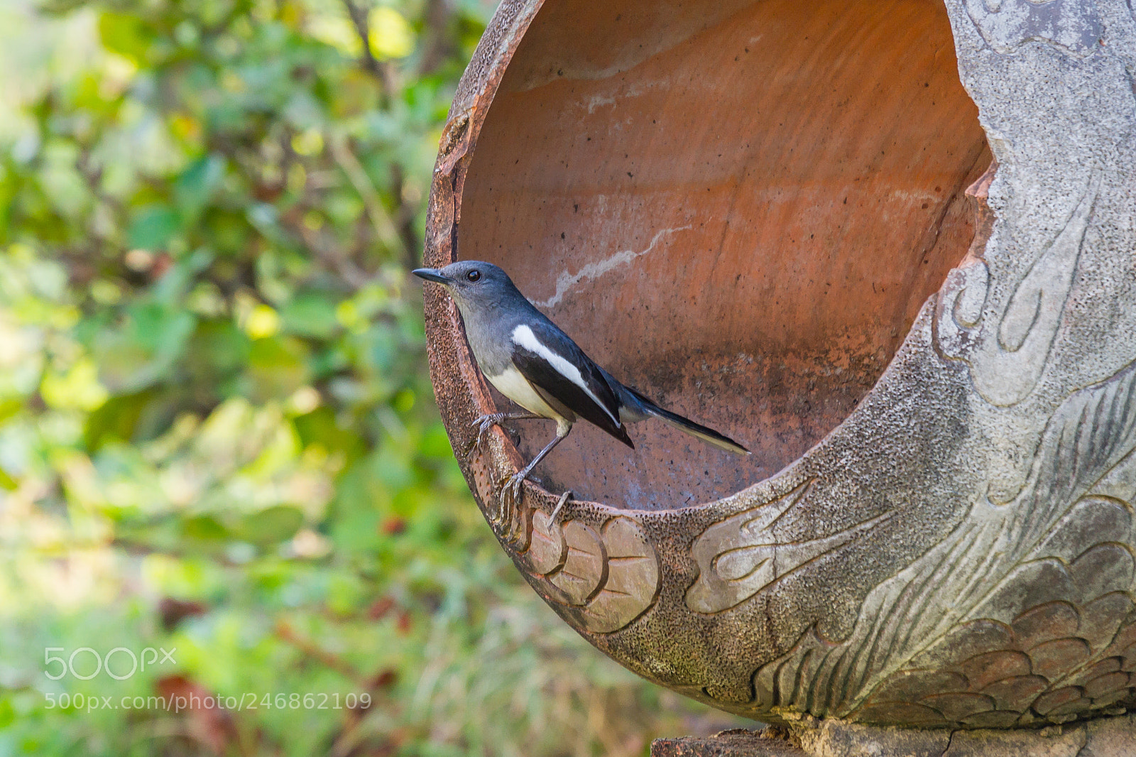 Canon EOS 7D sample photo. Oriental magpie-robin female photography
