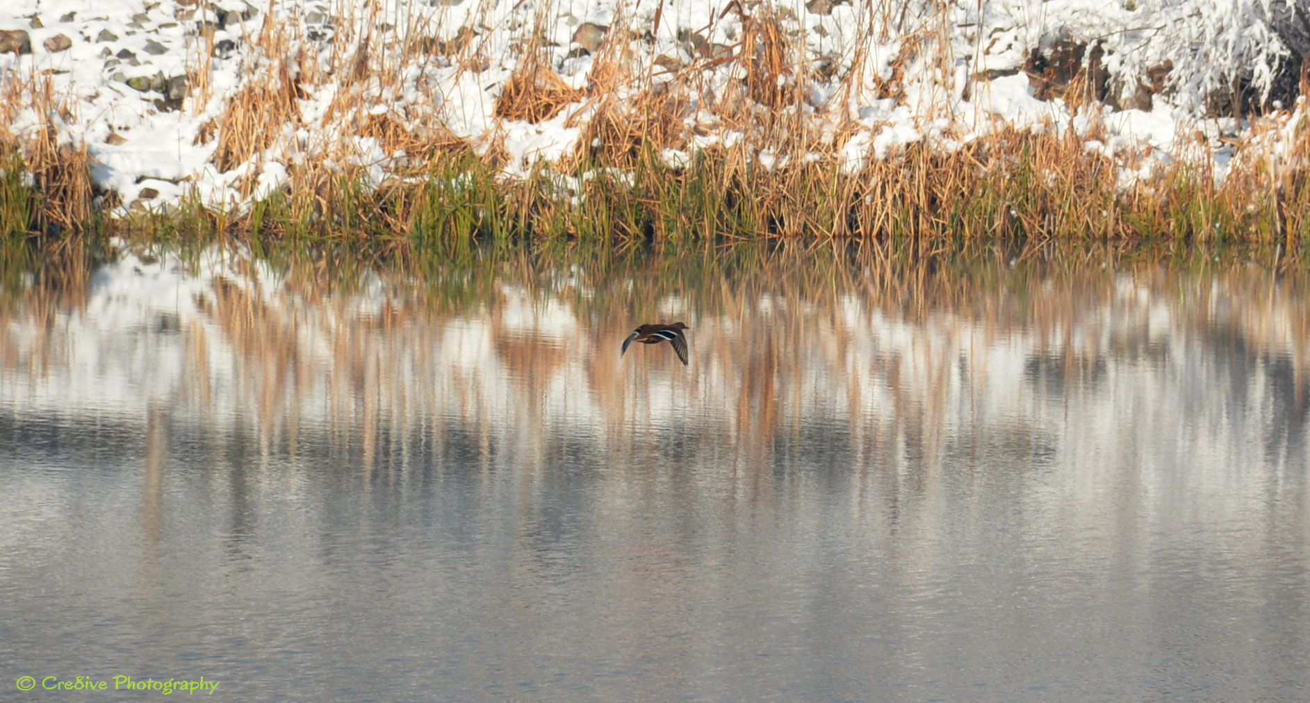 Nikon D5200 sample photo. Winter duckie photography