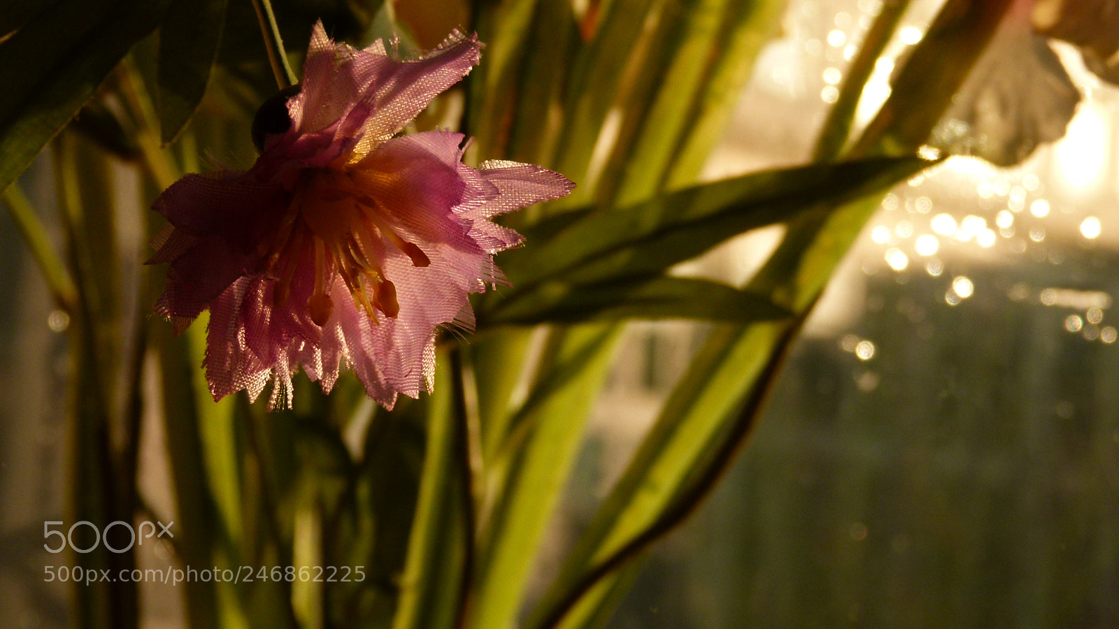 Leica V-Lux 2 sample photo. Untitled photography