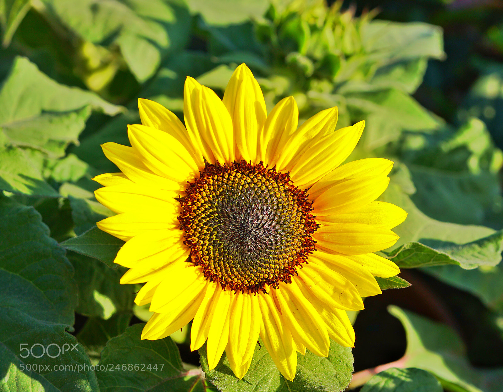 Sony a6500 sample photo. Flower photography