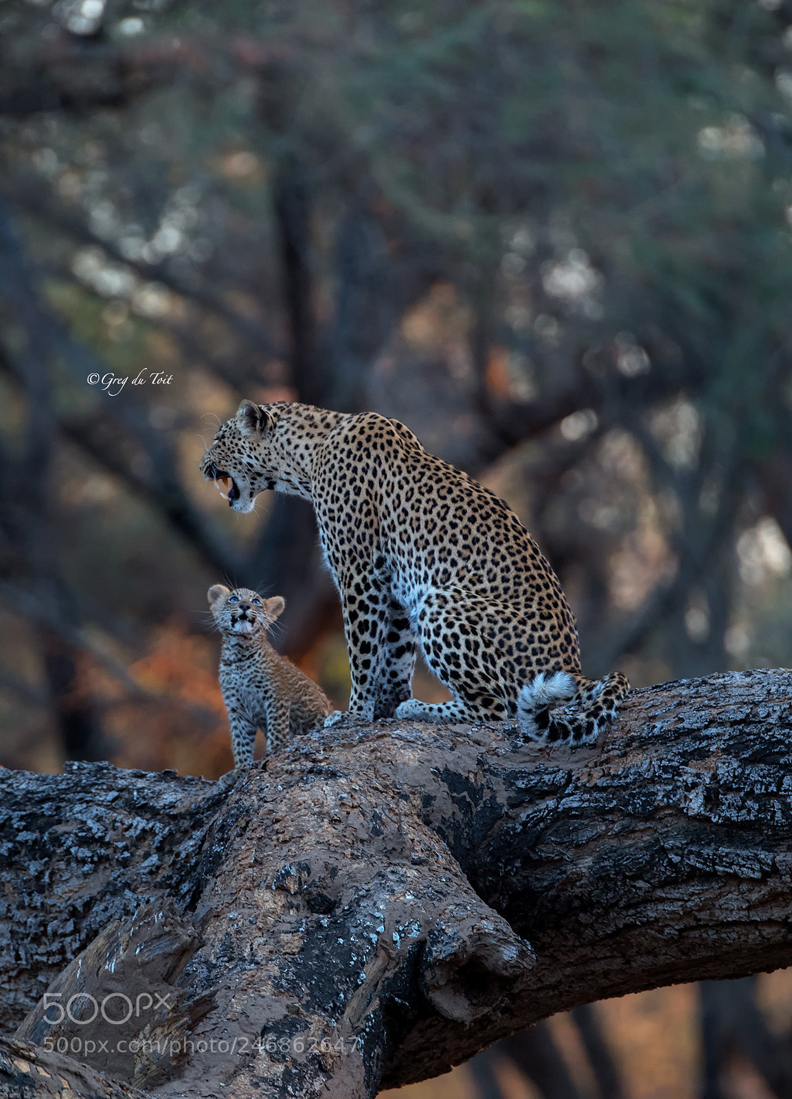 Nikon D5 sample photo. Leopard cub 3 photography