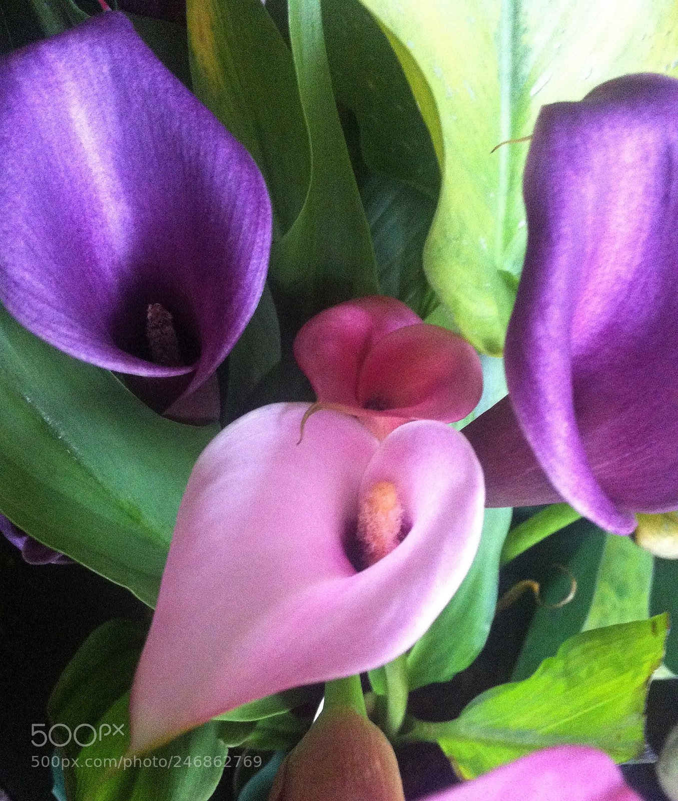 Apple iPhone 4 sample photo. Callas lillies ~ photography