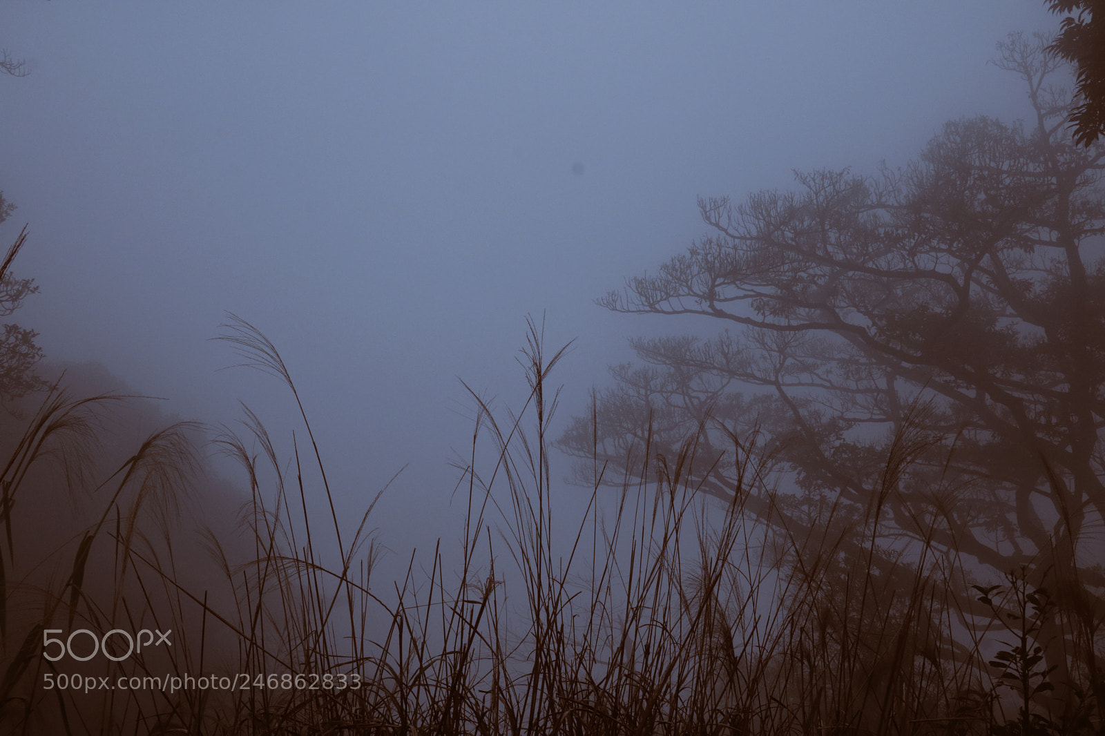 Canon EOS 760D (EOS Rebel T6s / EOS 8000D) sample photo. 雾霭沉沉 photography