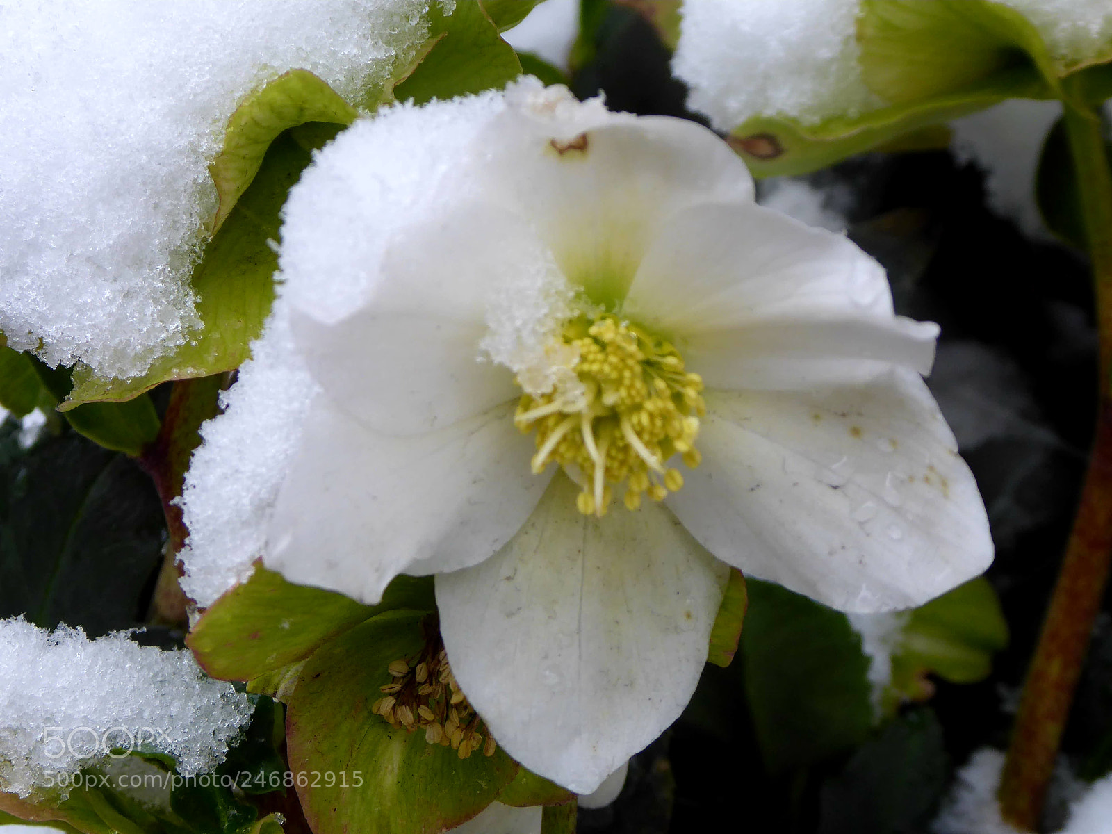 Panasonic DMC-TZ71 sample photo. Ice_flower photography