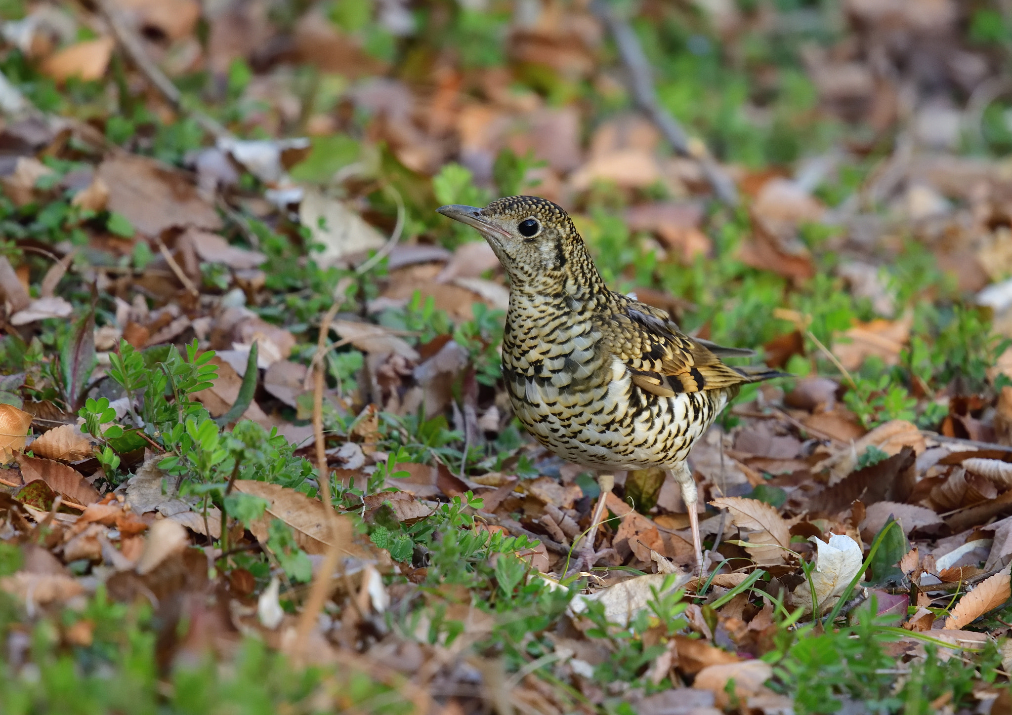 Nikon Nikkor AF-S 300mm F4E PF ED VR sample photo. White's ground thrush 虎鶫 photography