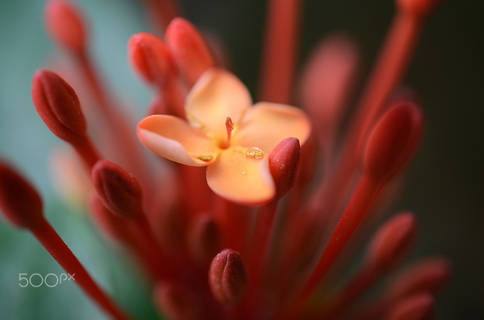 Nikon AF-S DX Micro Nikkor 40mm F2.8 sample photo. A star is born photography