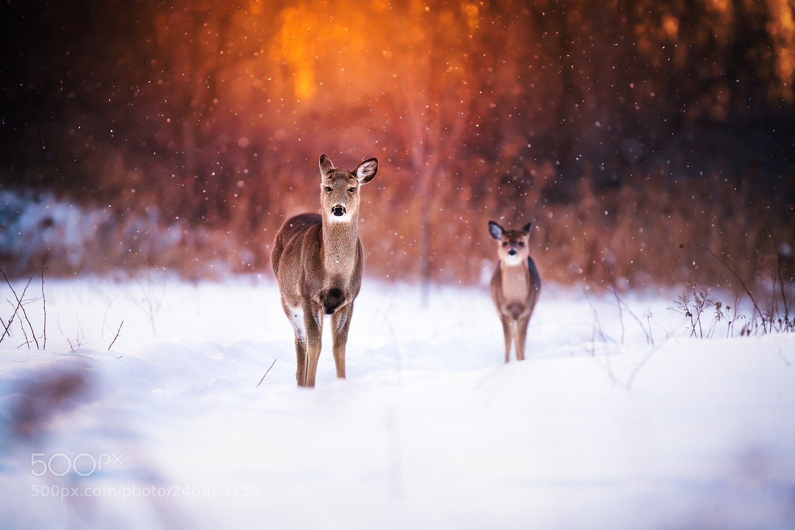 Sony a7R III sample photo. Deer family sunset photography