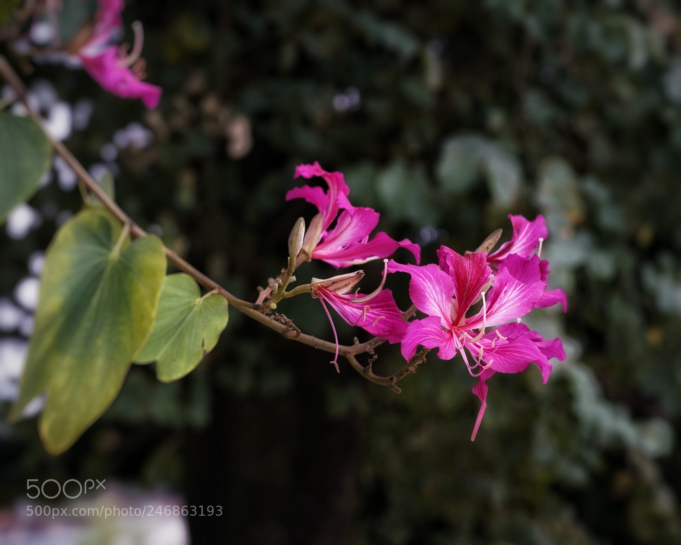 Sony a7R II sample photo. Bauhinia photography