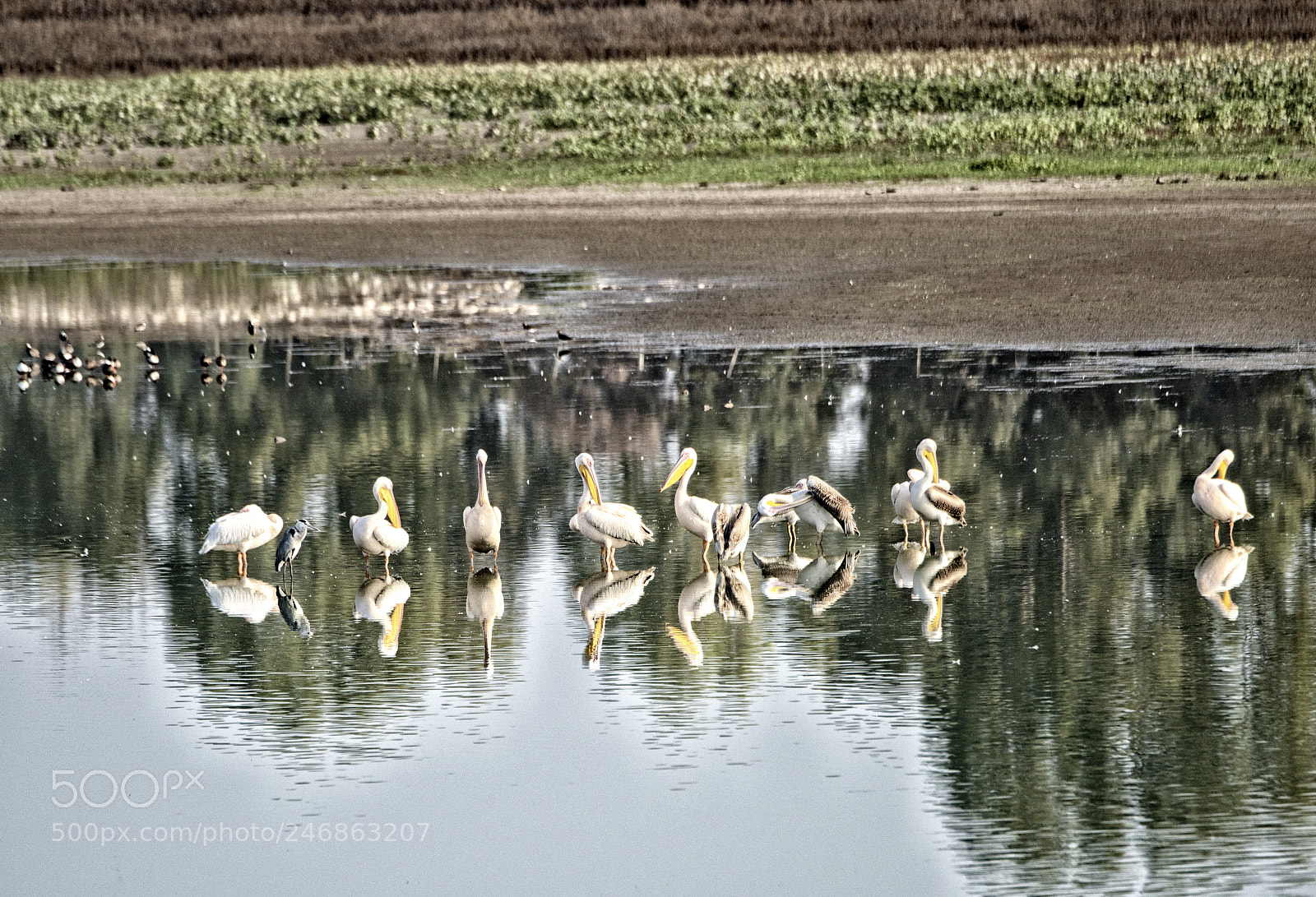 Nikon D810 sample photo. Pelicans photography