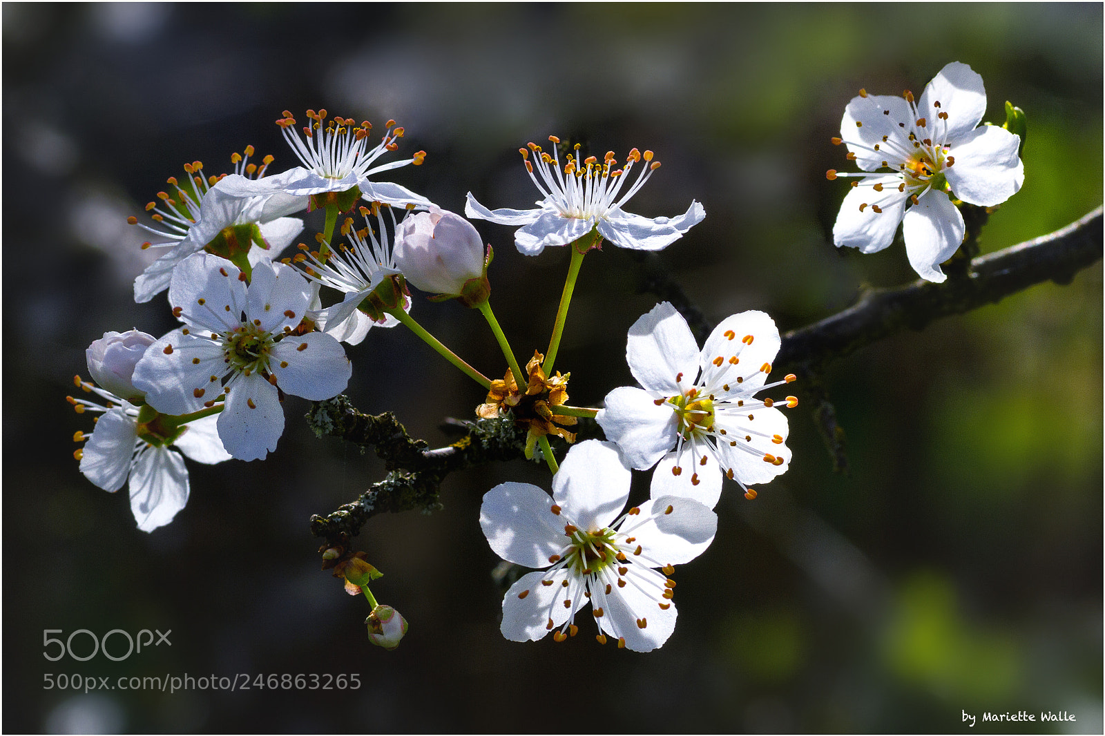 Canon EOS 7D sample photo. Fruit tree blossom photography