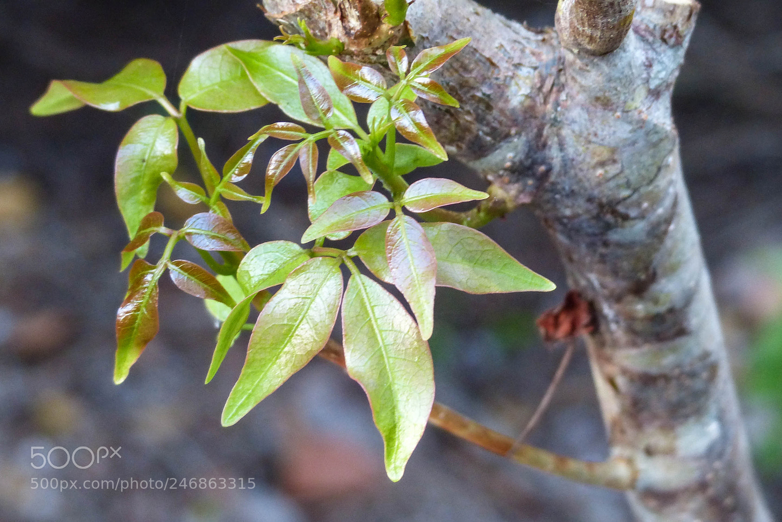 Panasonic Lumix DMC-FZ200 sample photo. Cluster photography