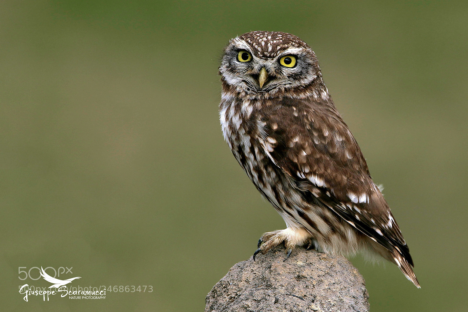 Canon EOS 7D Mark II sample photo. Owl photography
