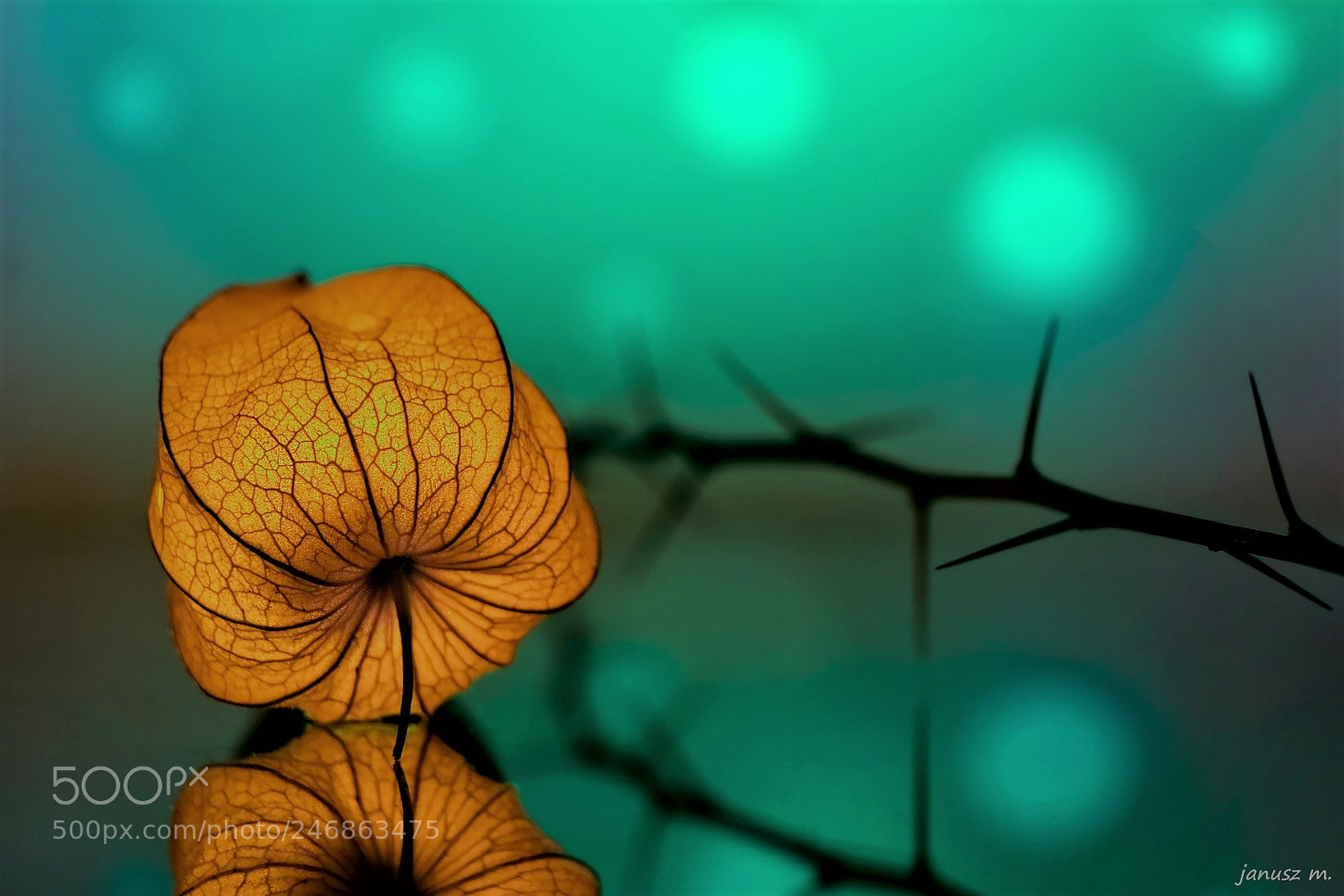 Fujifilm X-T10 sample photo. Physalis alkekengi 3 photography