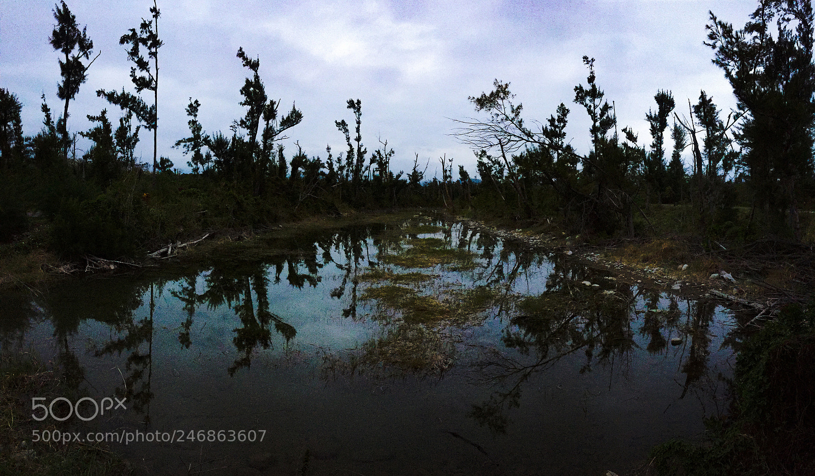Apple iPhone 6 sample photo. Dark forest photography