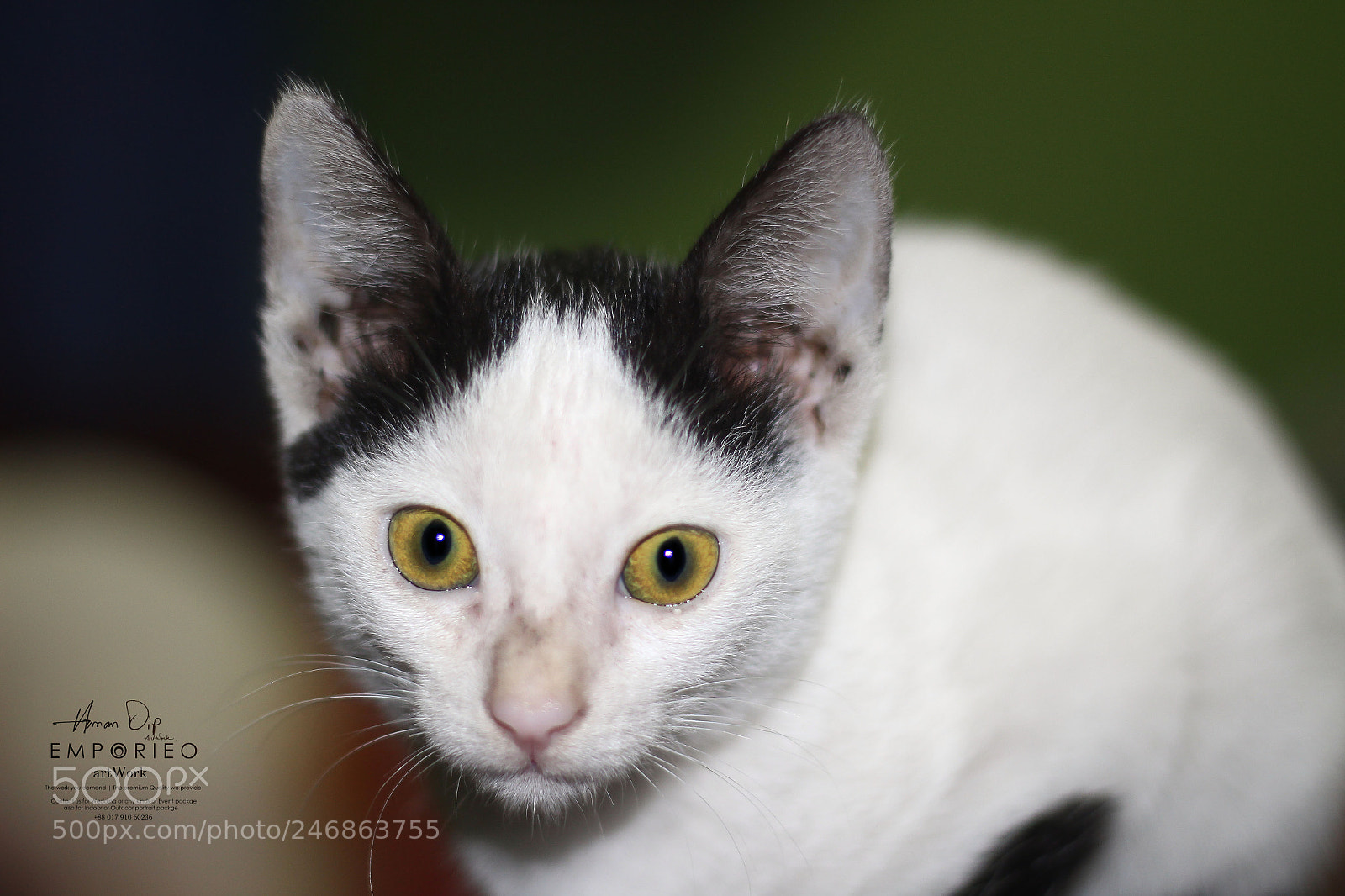 Canon EOS 700D (EOS Rebel T5i / EOS Kiss X7i) sample photo. The cat photography