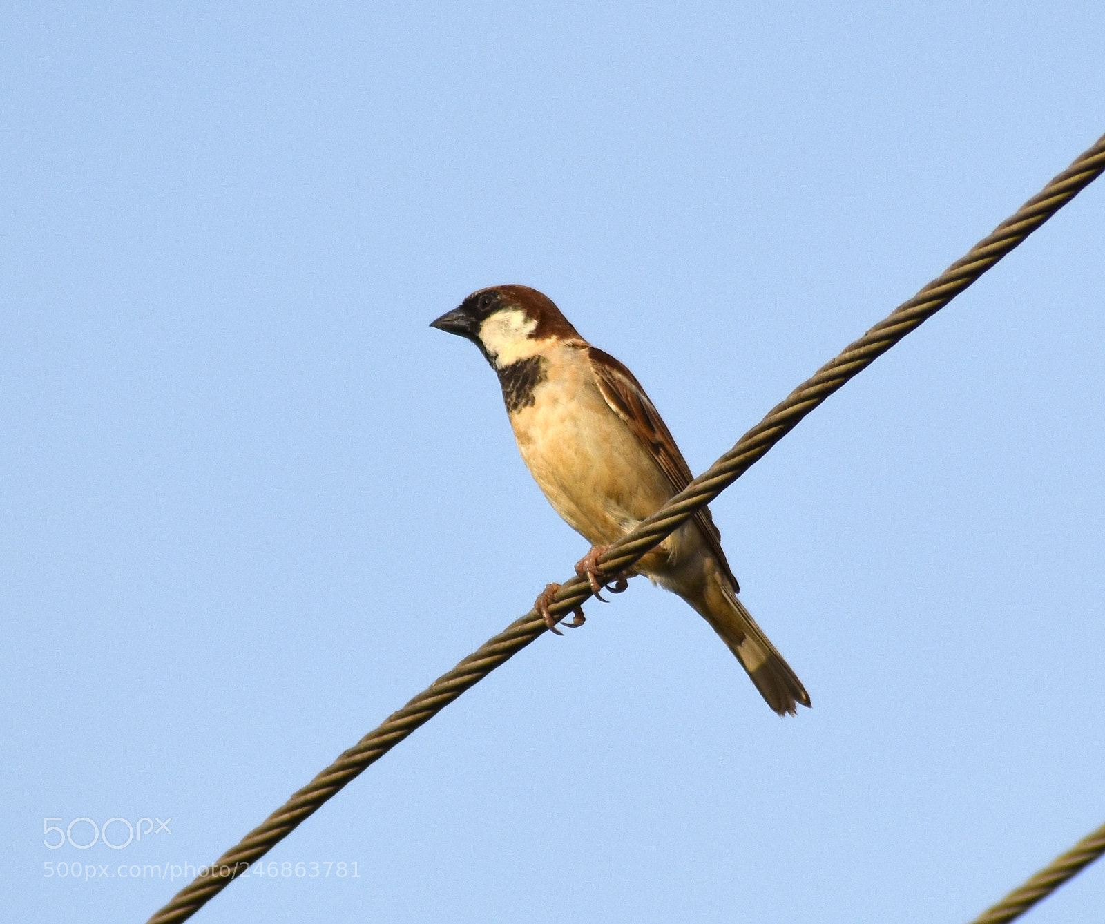 Nikon D5600 sample photo. Dsc photography
