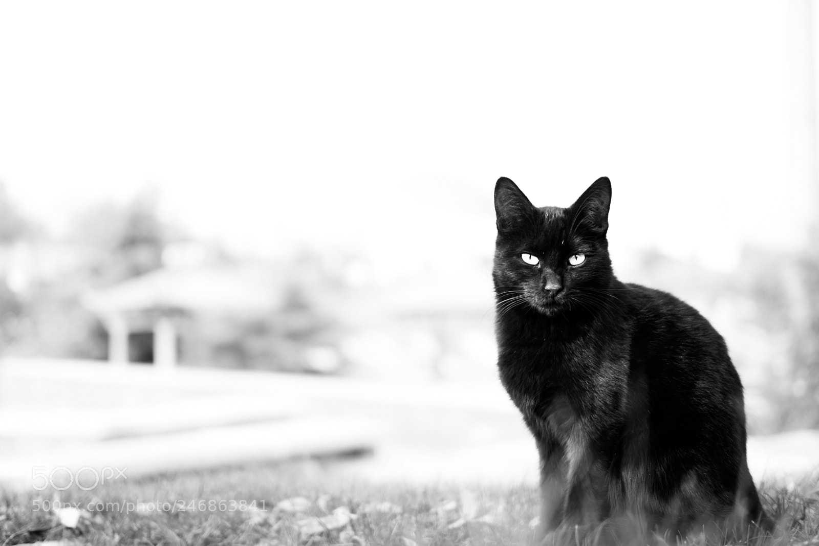 Fujifilm X-T10 sample photo. The authority! photography