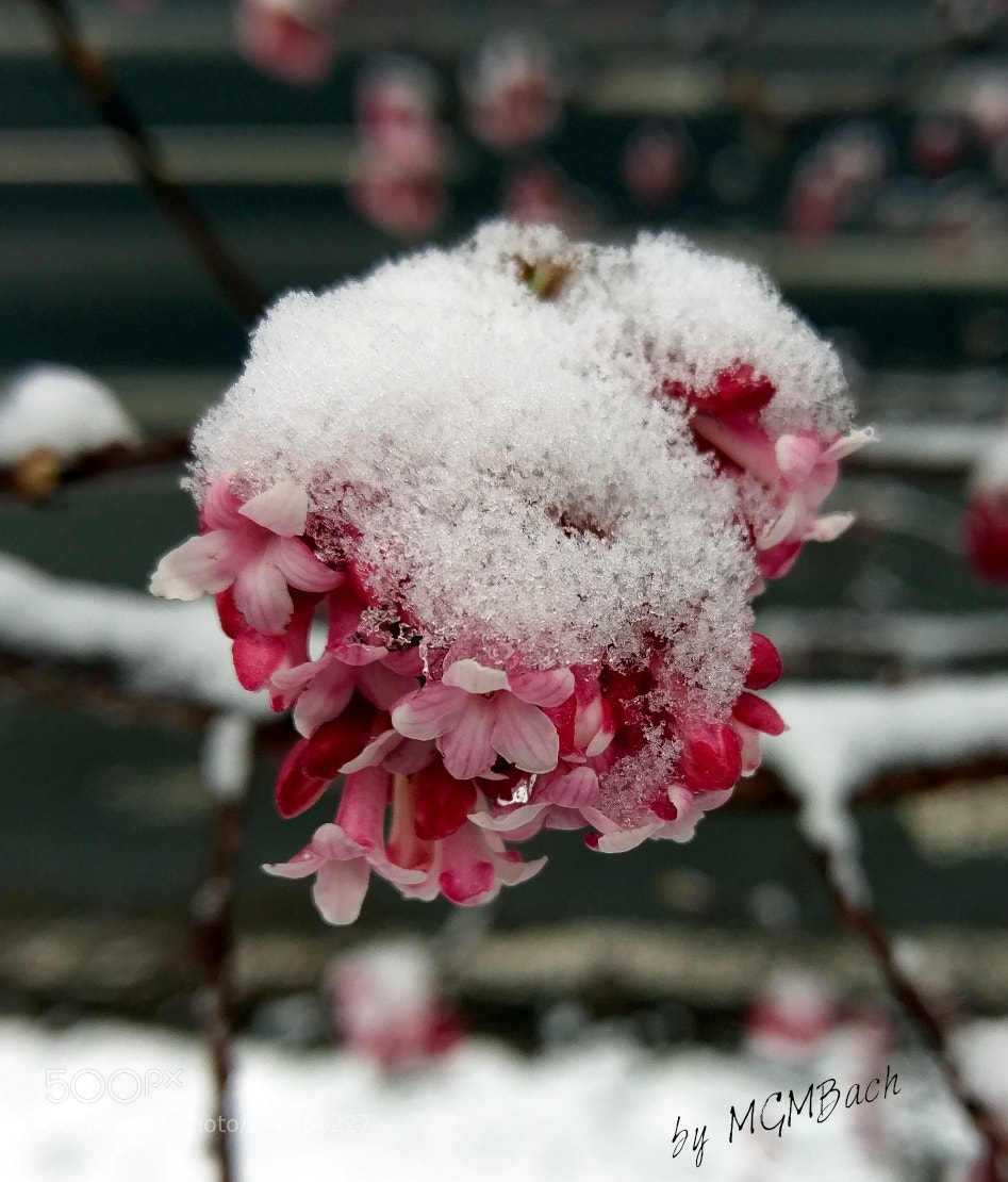 HTC 10 sample photo. Frozen photography