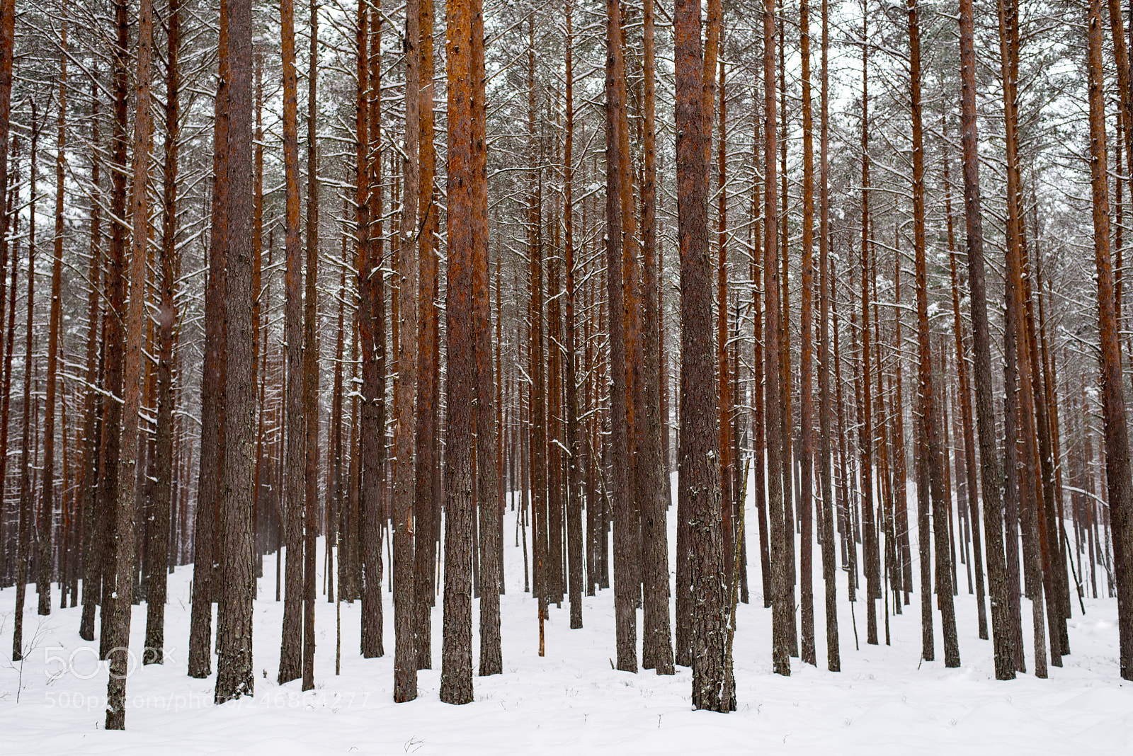 Nikon D610 sample photo. Winter pine forest photography