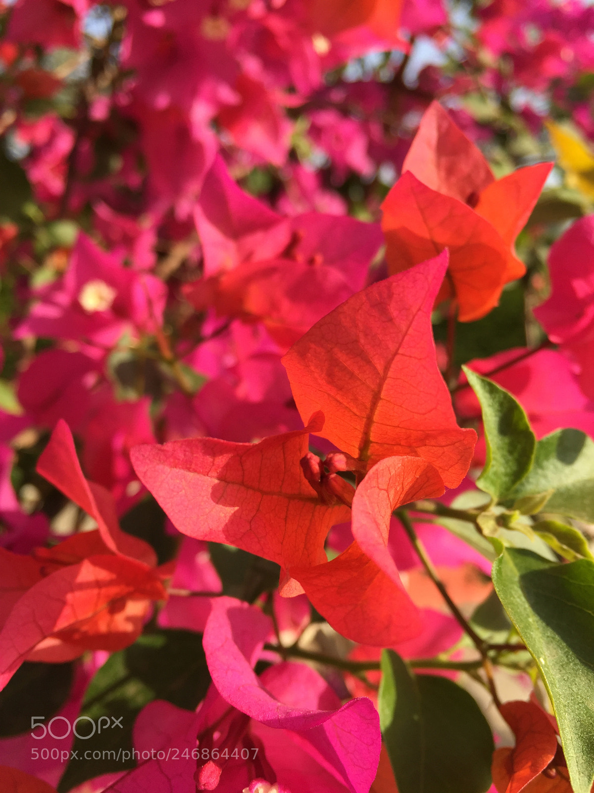 Apple iPhone 6 sample photo. Flower photography