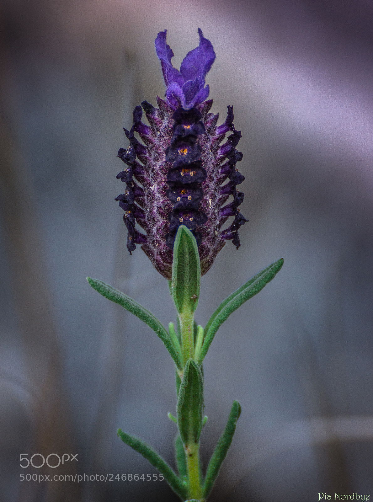 Nikon D7200 sample photo. Purple rain photography