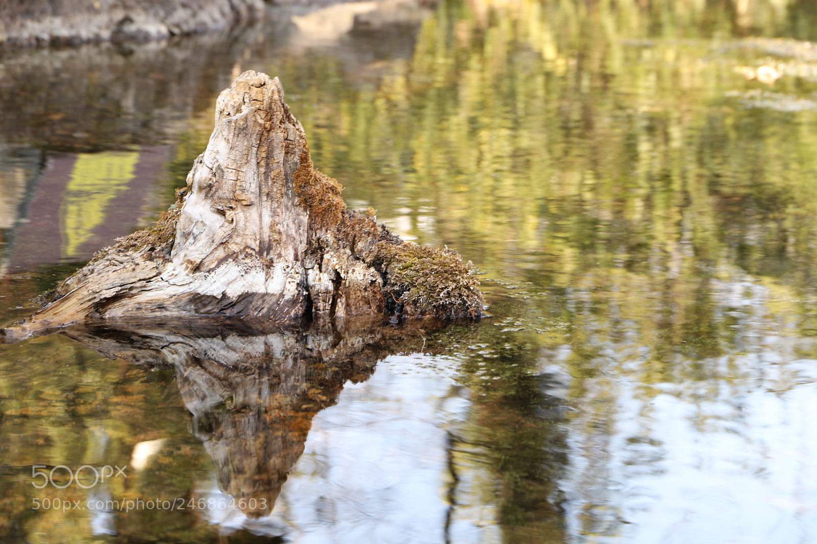 Canon EF 24-105mm F3.5-5.6 IS STM sample photo. 在束河古镇偶遇的古树 photography