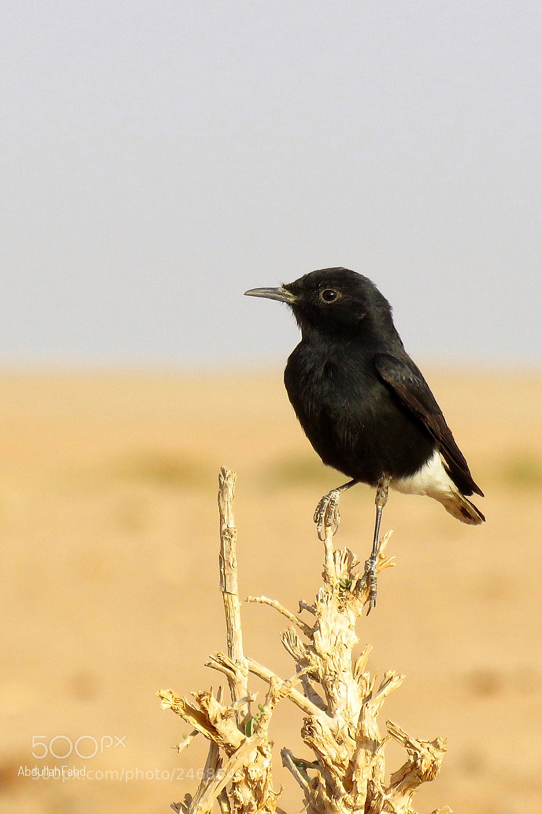 Canon PowerShot SX60 HS sample photo. Pied stonechat photography