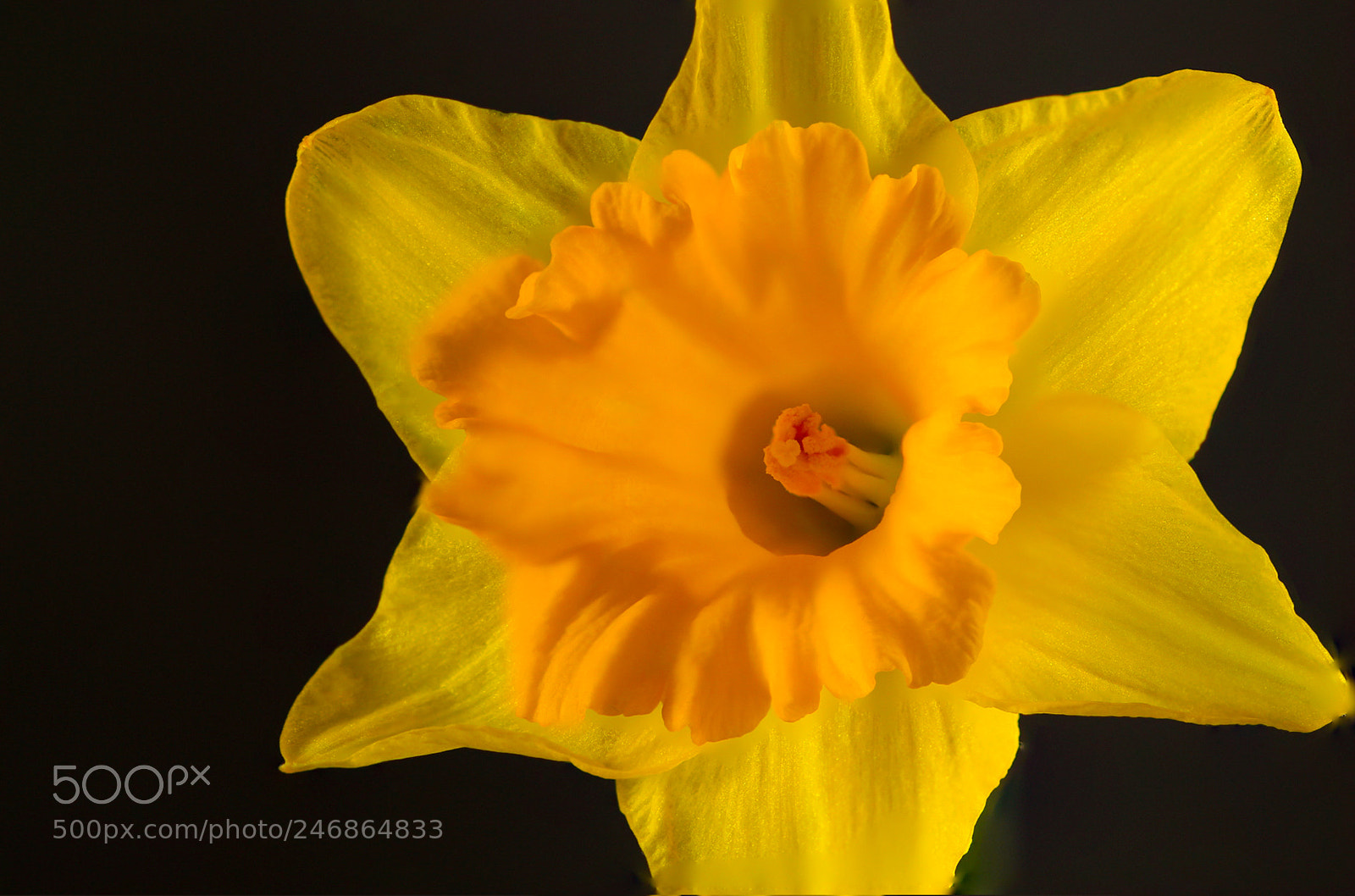 Canon EOS 700D (EOS Rebel T5i / EOS Kiss X7i) sample photo. Daffodil photography