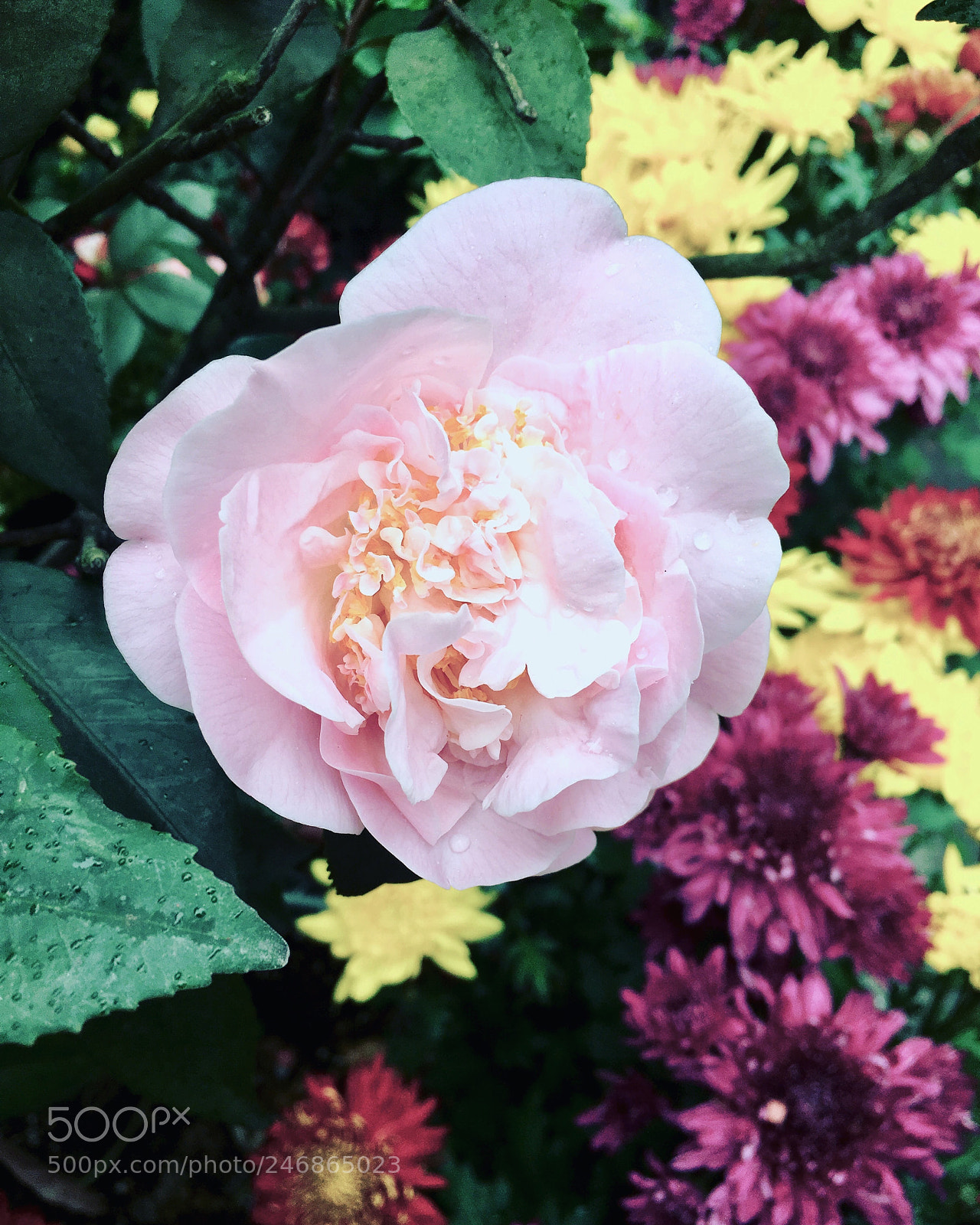 Apple iPhone 6s Plus sample photo. Untitled photography