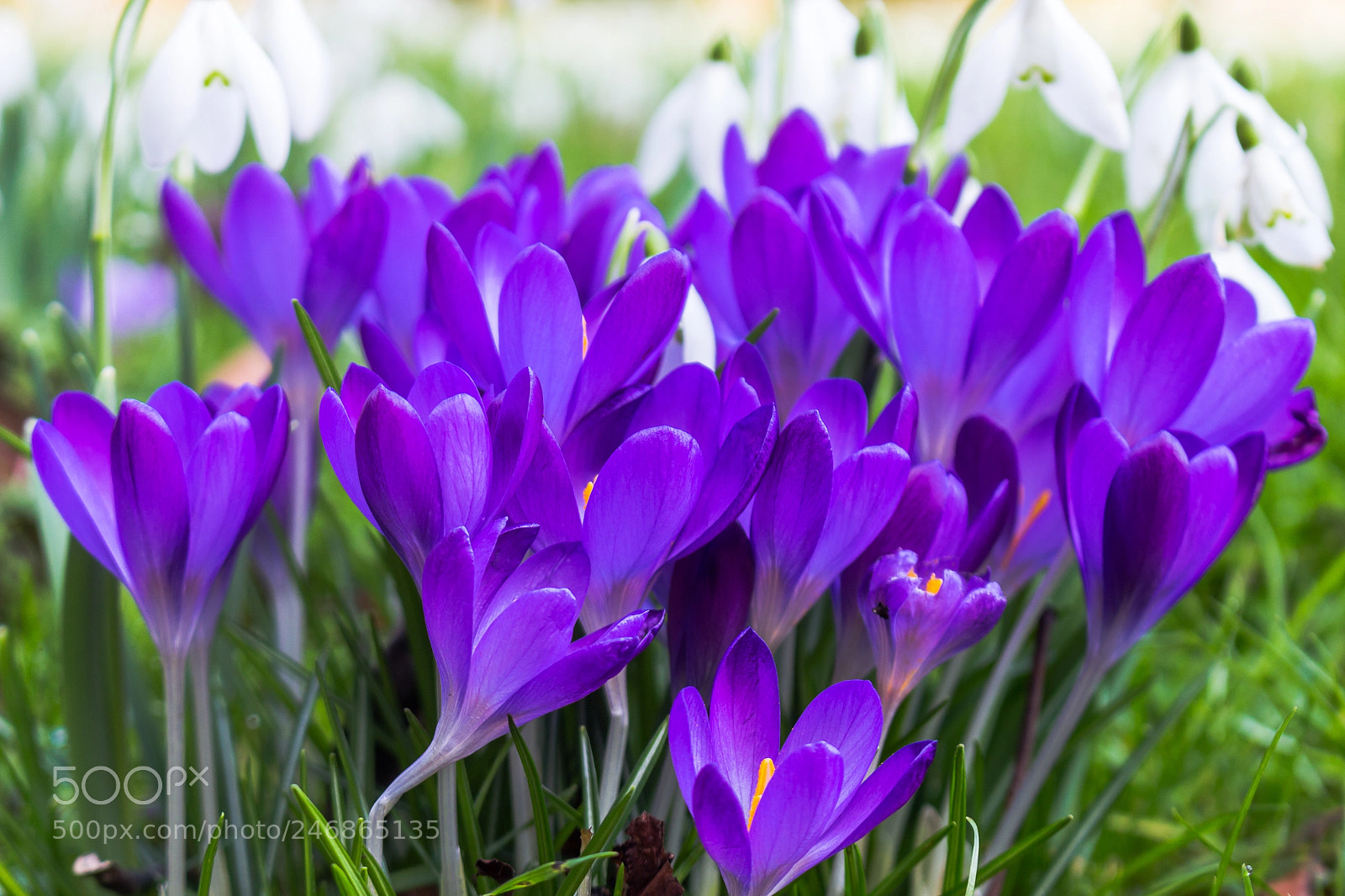 Canon EOS 700D (EOS Rebel T5i / EOS Kiss X7i) sample photo. A group of crocus photography