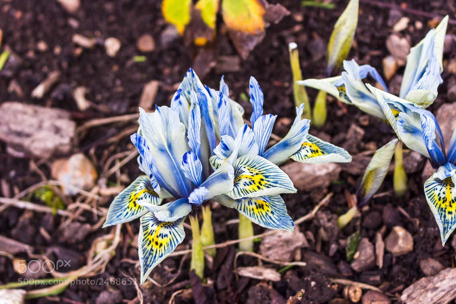 Canon EOS 700D (EOS Rebel T5i / EOS Kiss X7i) sample photo. Iris "katharine hodgkin" photography