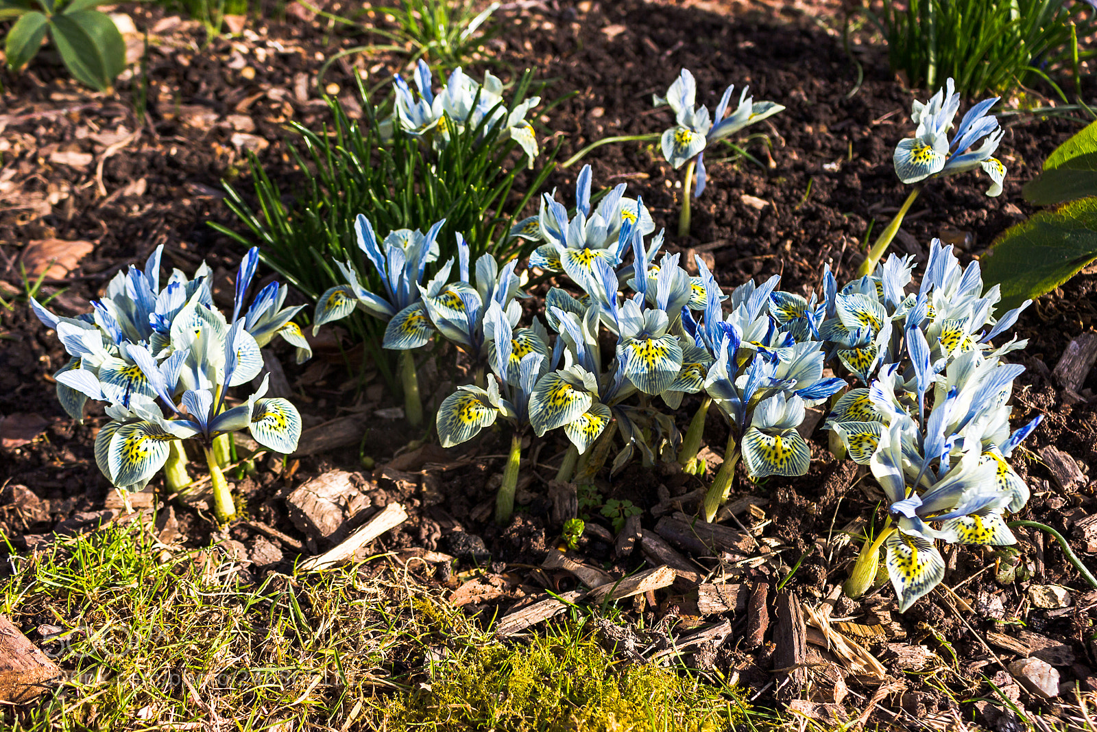 Canon EOS 700D (EOS Rebel T5i / EOS Kiss X7i) sample photo. Iris "katharine hodgkin" photography