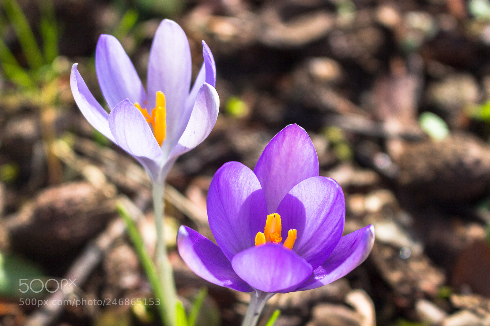 Canon EOS 700D (EOS Rebel T5i / EOS Kiss X7i) sample photo. Crocus "vernus" photography